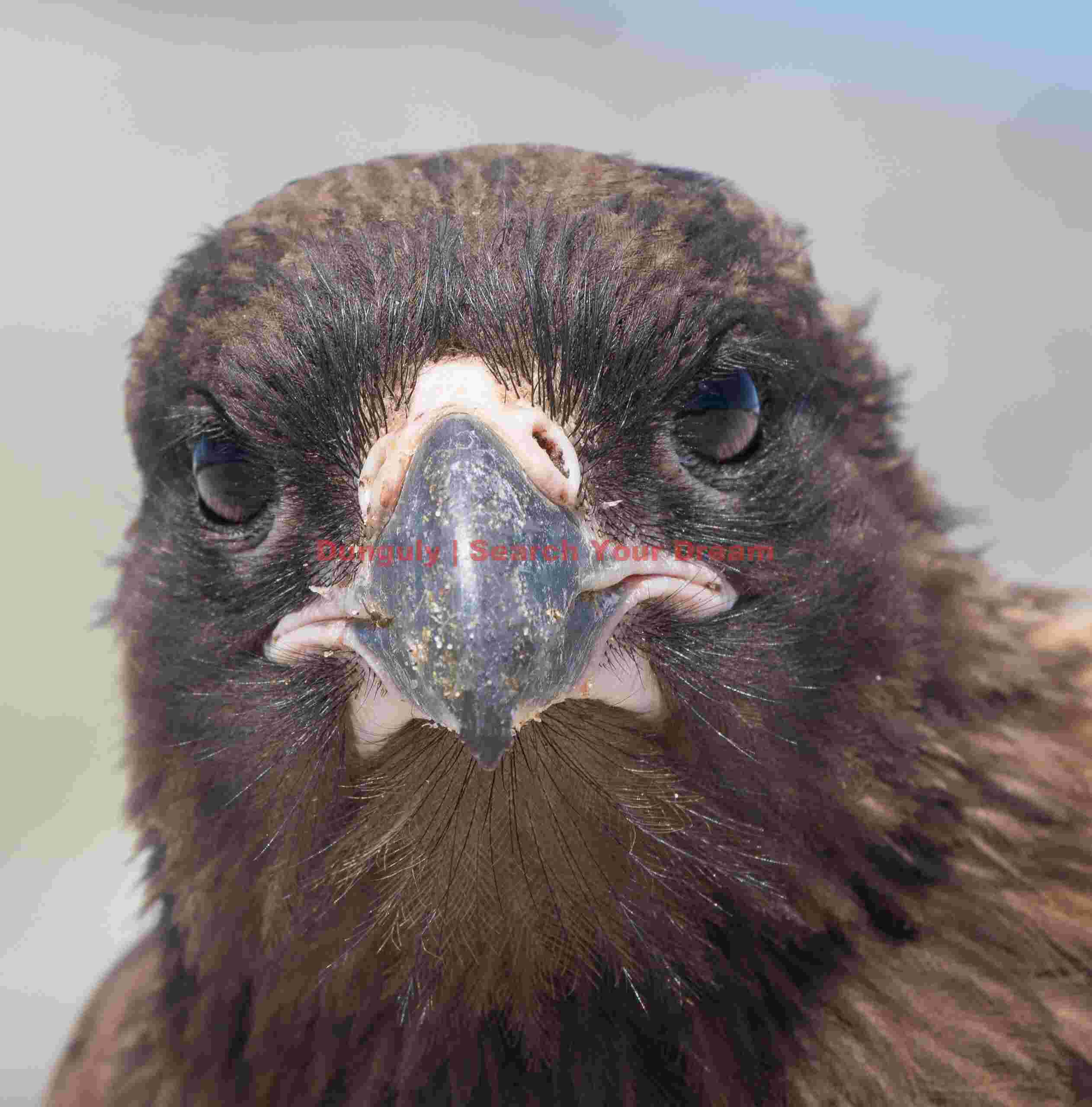 Head-on Striated Caracara; Sea Lion Island, Falklands Head-on Striated Caracara
