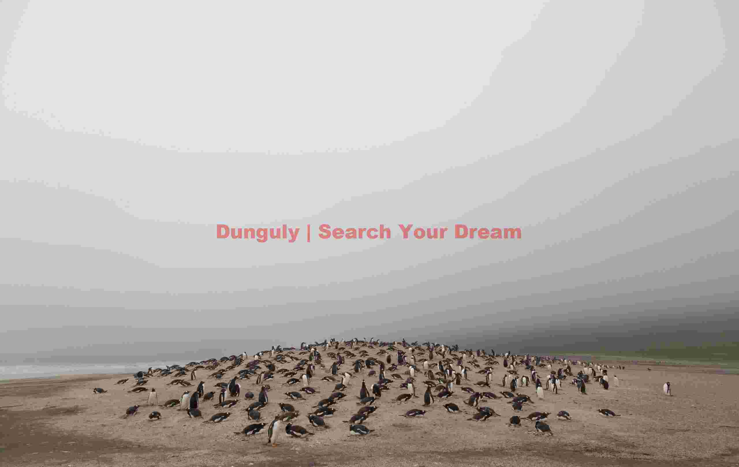 Isolated king penguin colony in mist; Saunders Island, Falkland Islands Isolated king penguin colony in mist