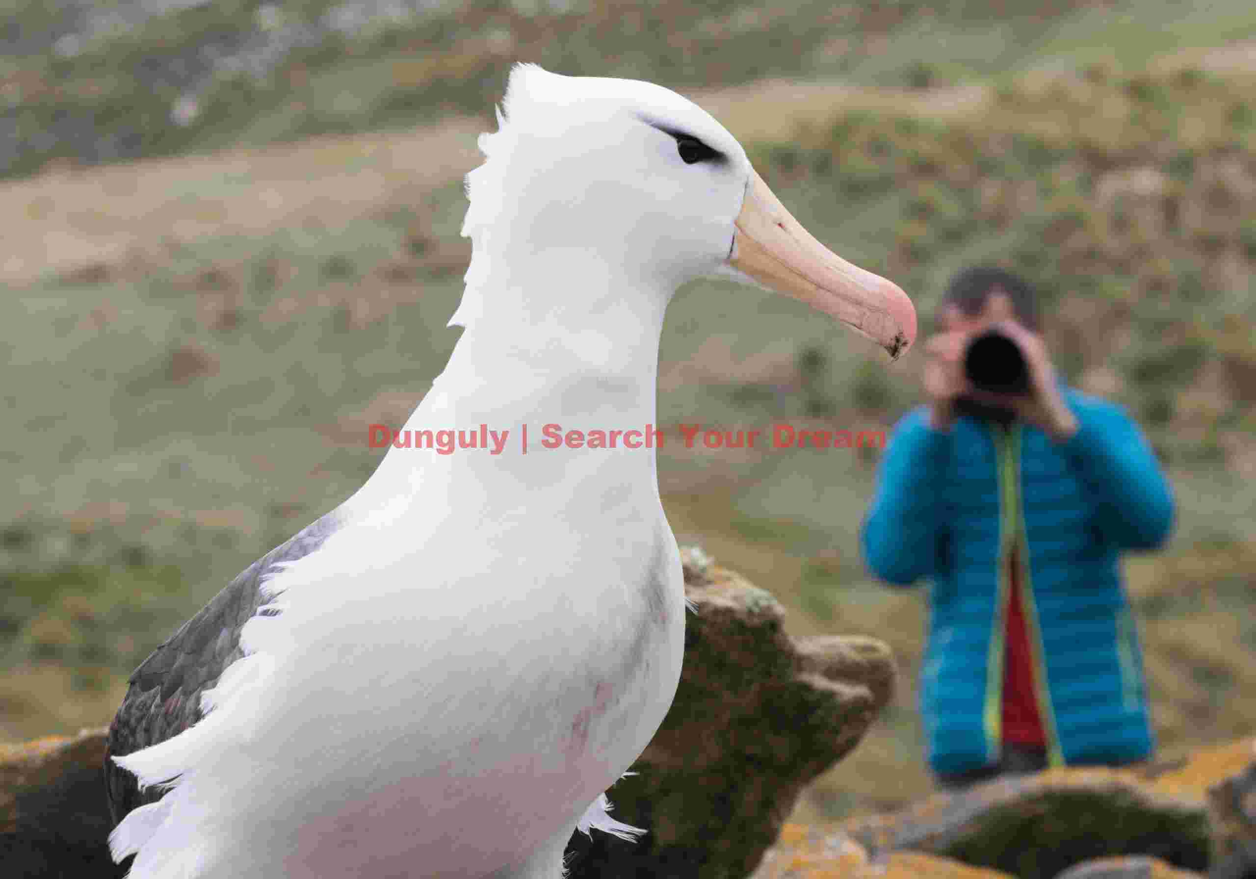 Johan photographing me photographing an albatross; Westpoint Island, Falklands Johan photographing me photographing an albatross