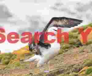 Just-landed black-browed albatross