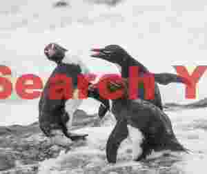 Just-landed rockhoppers squabbling