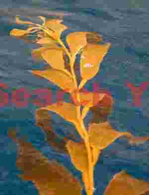 Kelp captured in Bird Island