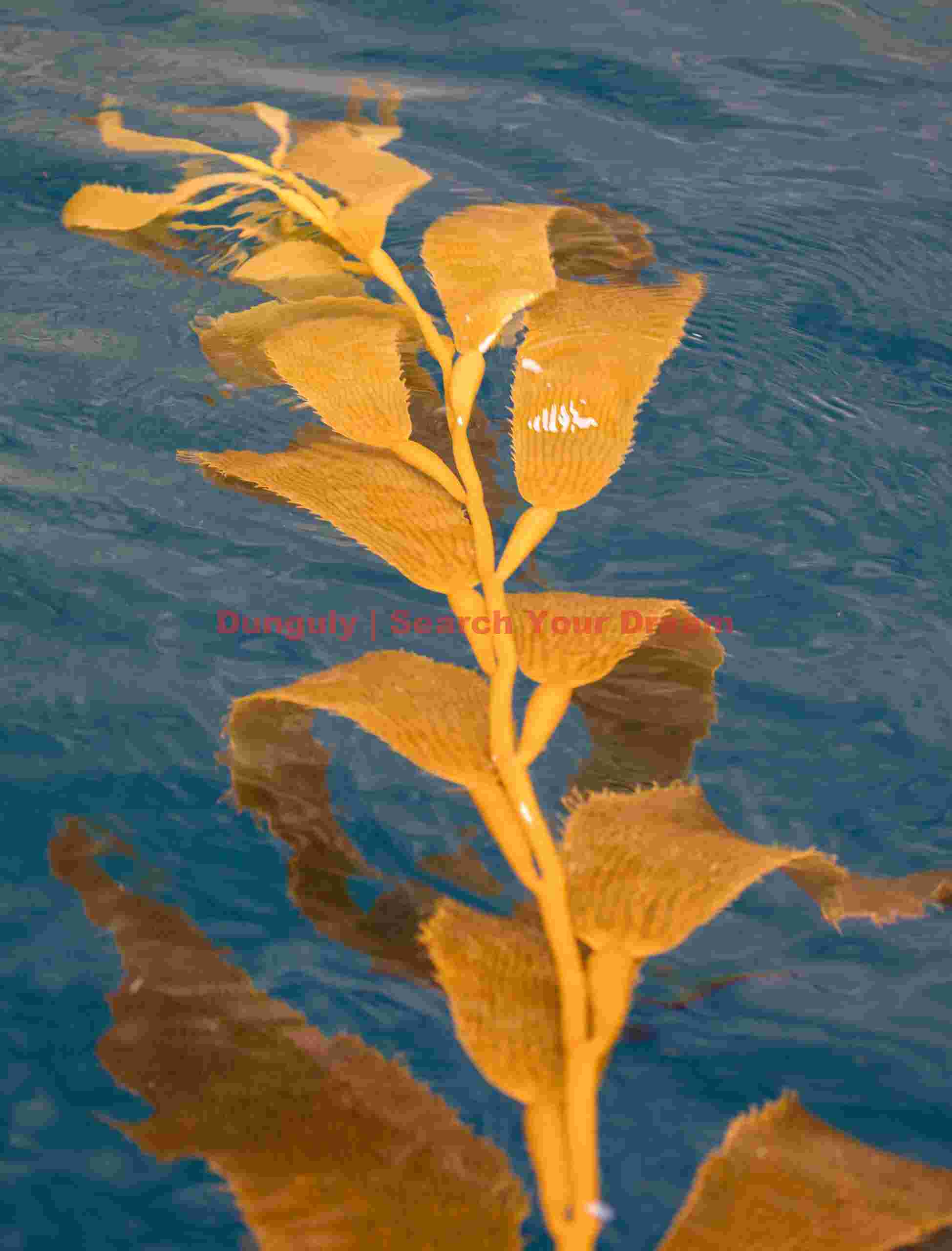 Kelp; Bird Island, Falkland Islands Kelp captured in Bird Island