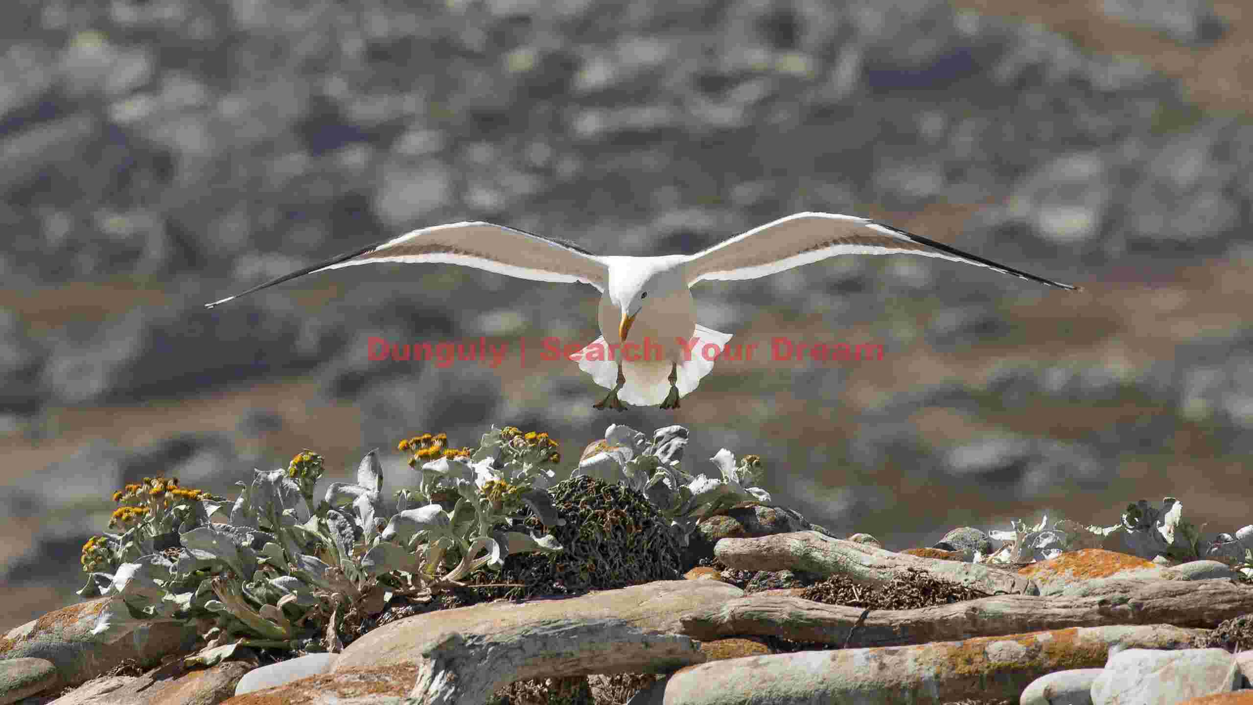 Kelp gull hovering to land; Carcass Island, Falklands Kelp gull hovering to land