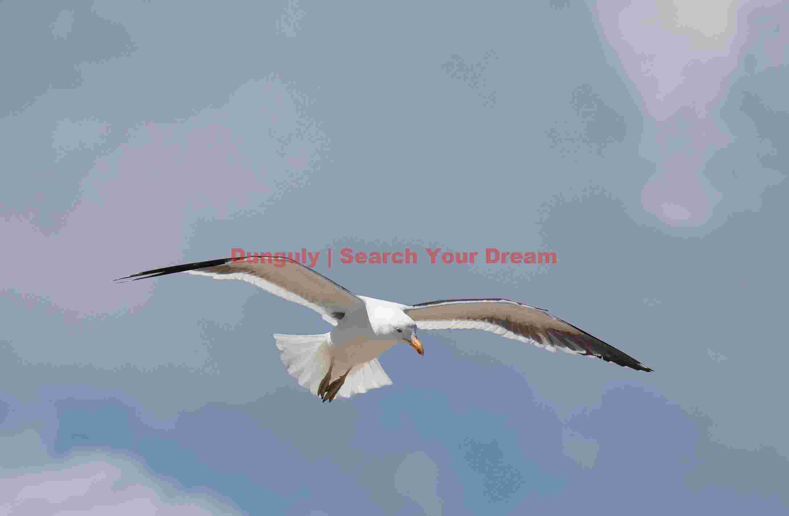 Kelp gull in flight #2; Carcass Island, Falklands Kelp gull in flight #2