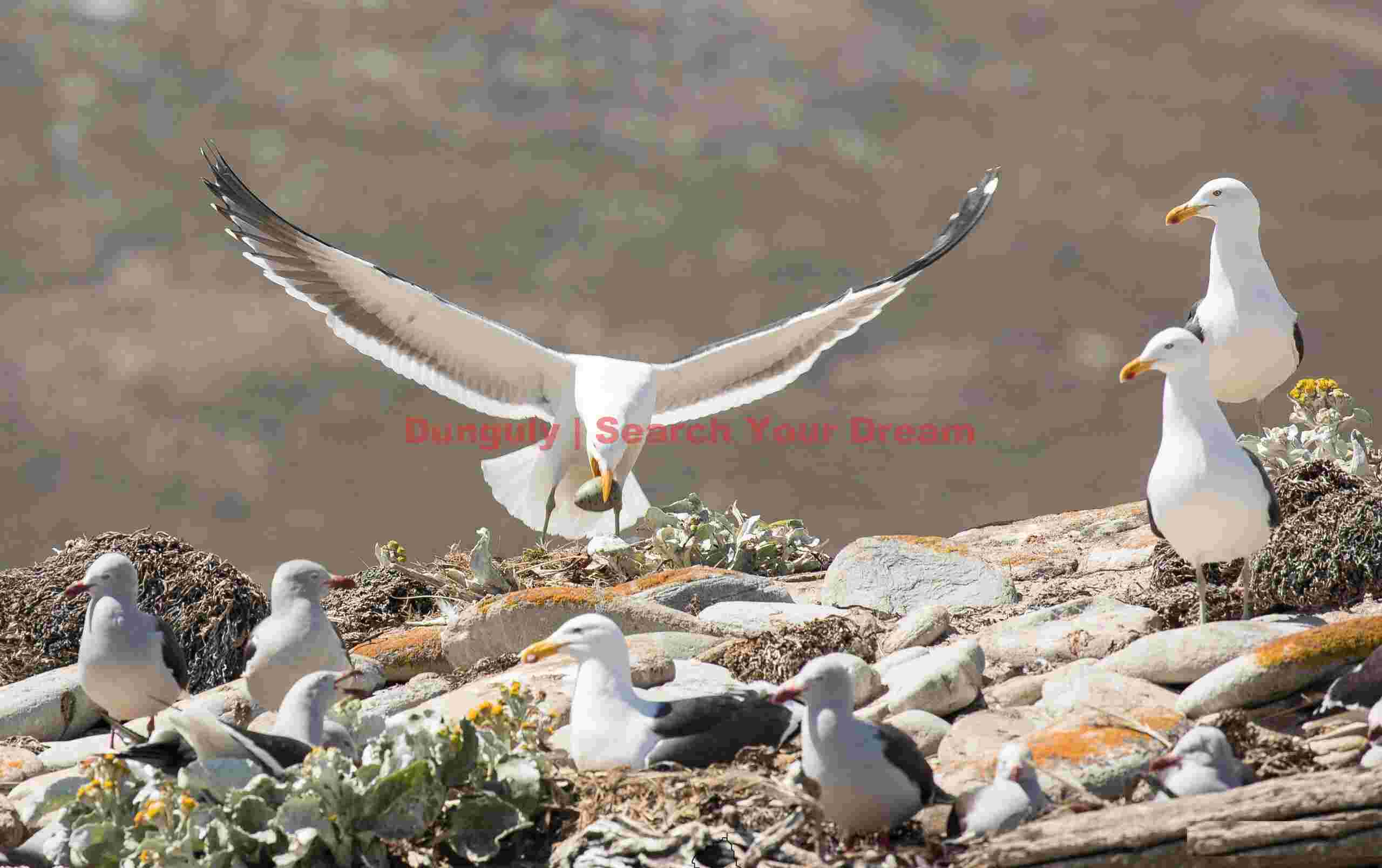 Kelp gull landing with onlookers #1; Carcass Island, Falklands Kelp gull landing with onlookers #1