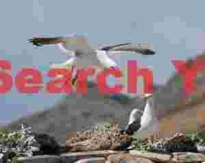 Kelp gull landing with onlookers #2
