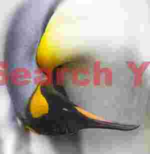 King penguin abstraction