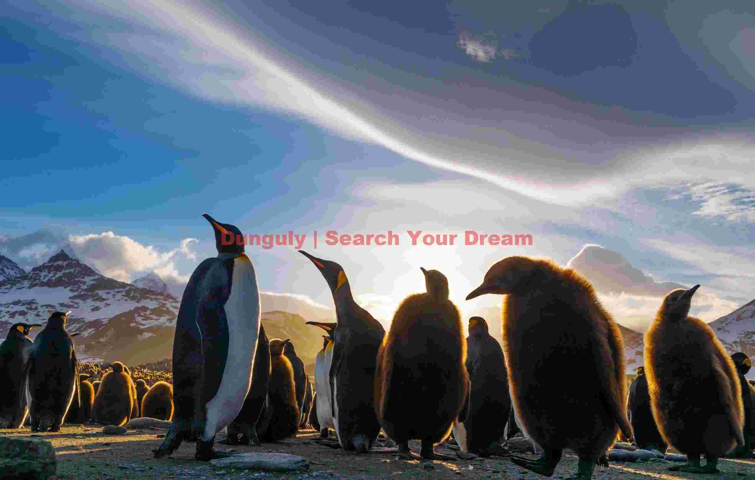 King penguin adults and oakum boys under lenticular cloud; Saint Andrews Bay, South Georgia King penguin adults and oakum boys under lenticular cloud