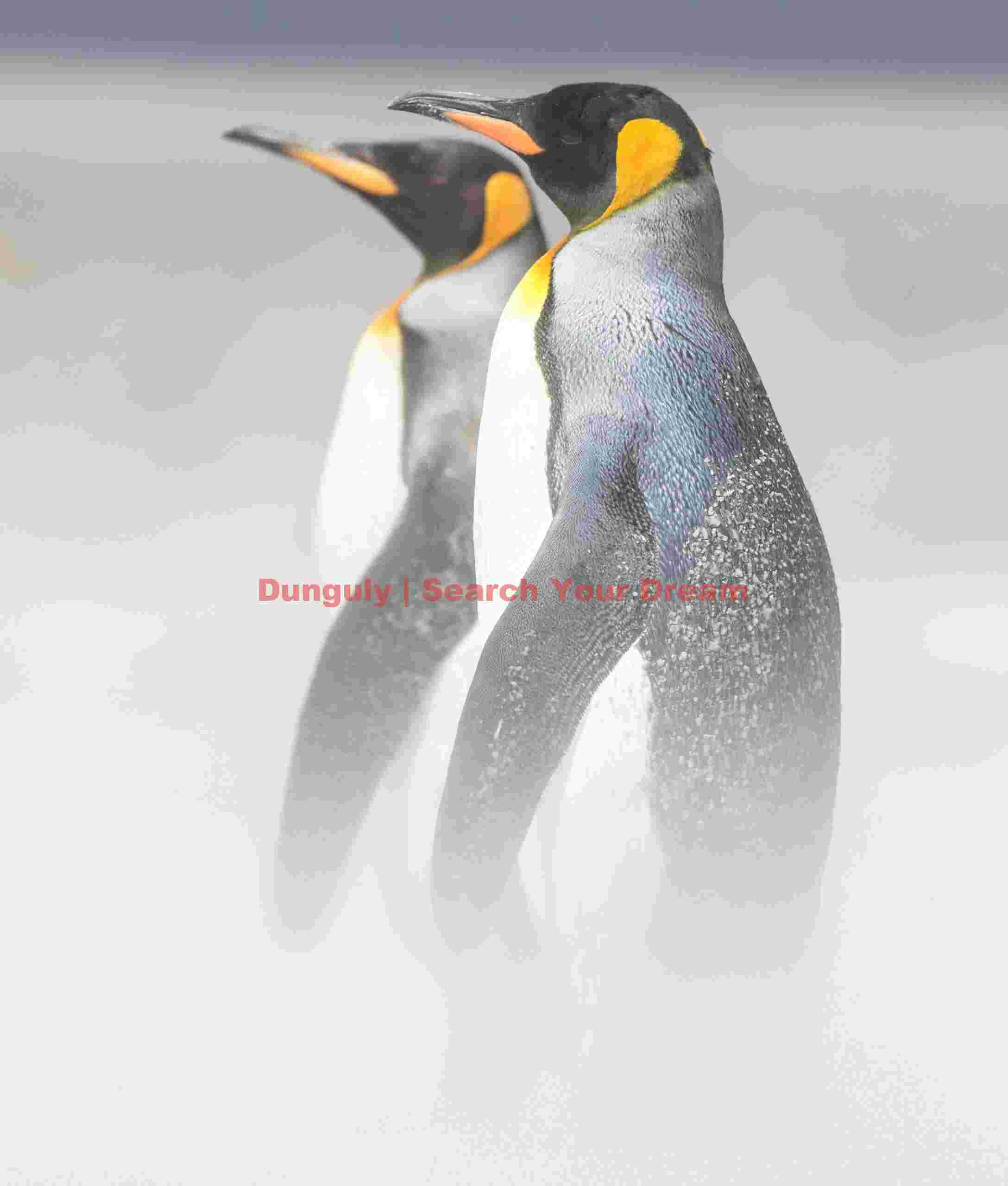 King penguin pair portrait in blowing sand; Falkland Islands King penguin pair portrait in blowing sand