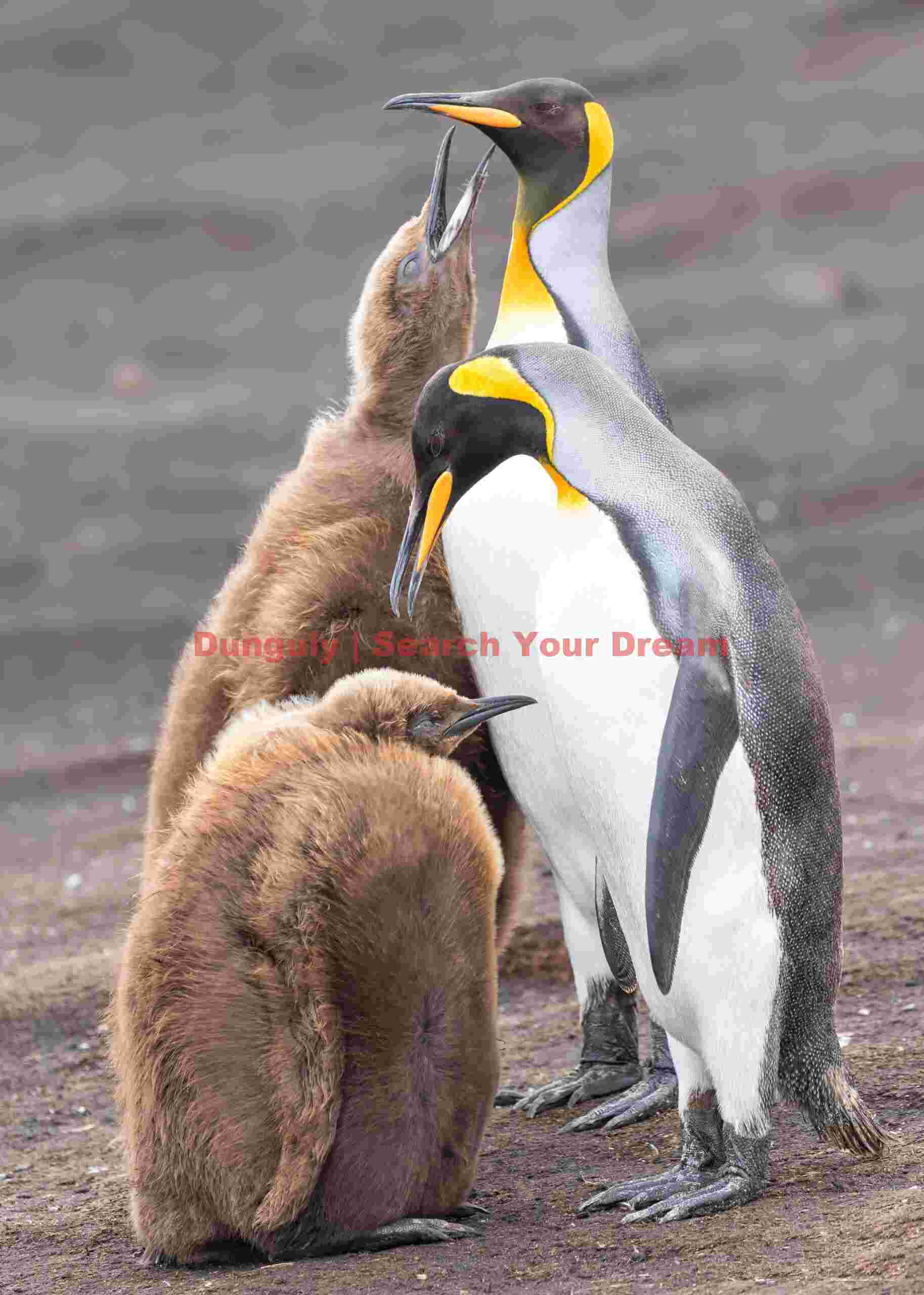 King penguin pair with oakum boys; Falkland Islands King penguin pair with oakum boys