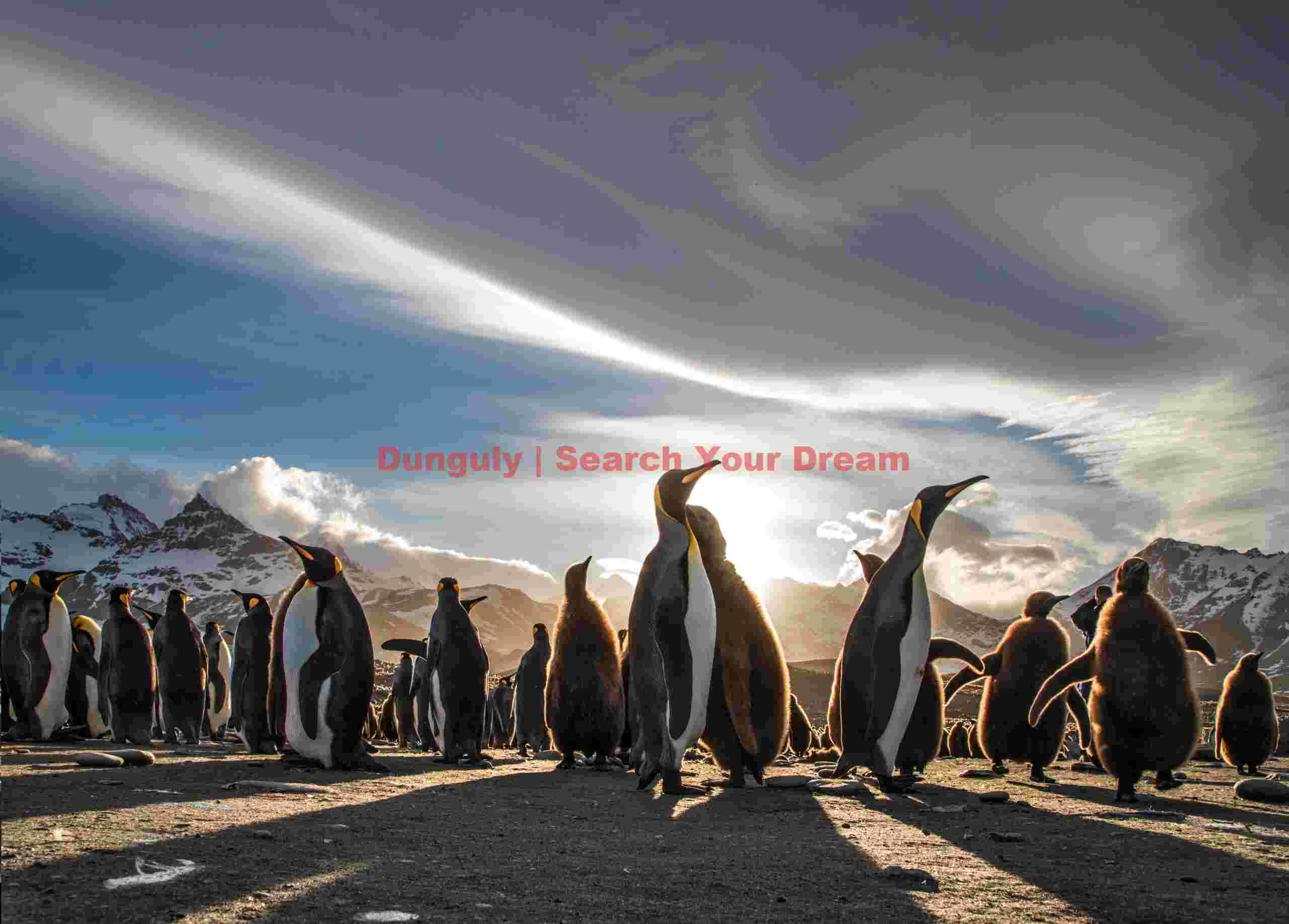 King penguin shadows with cloudscape; Saint Andrews Bay, South Georgia King penguin shadows with cloudscape