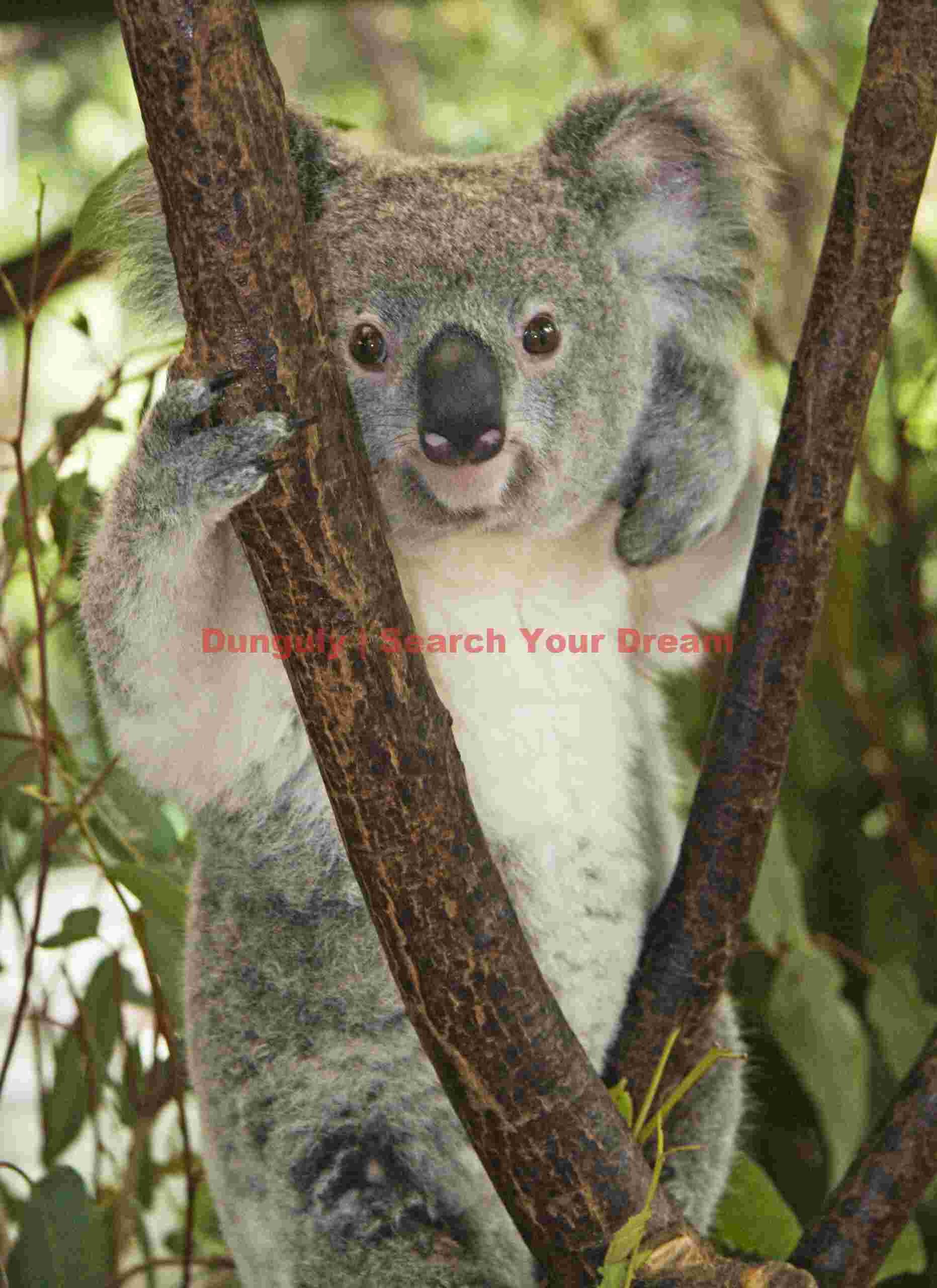 Koala Sanctuary, Brisbane-2 Koala Sanctuary, Brisbane-2