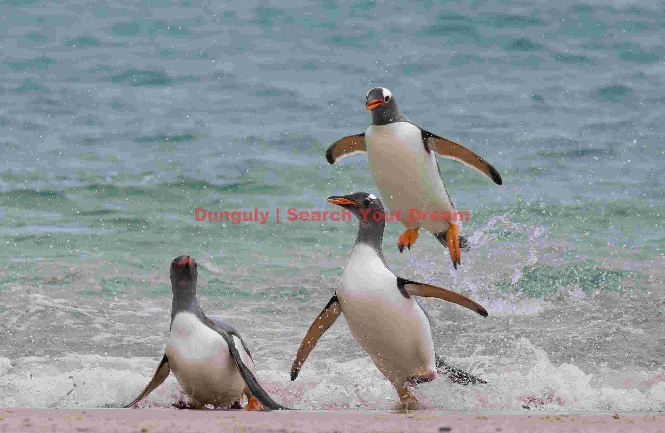 Leaping Gentoo Penguin; New Island, Falkland Islands Leaping Gentoo Penguin