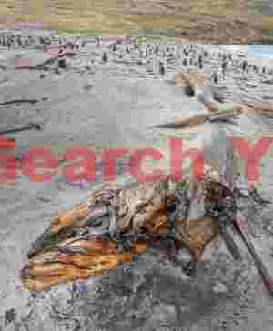 Leopard seal driftwood