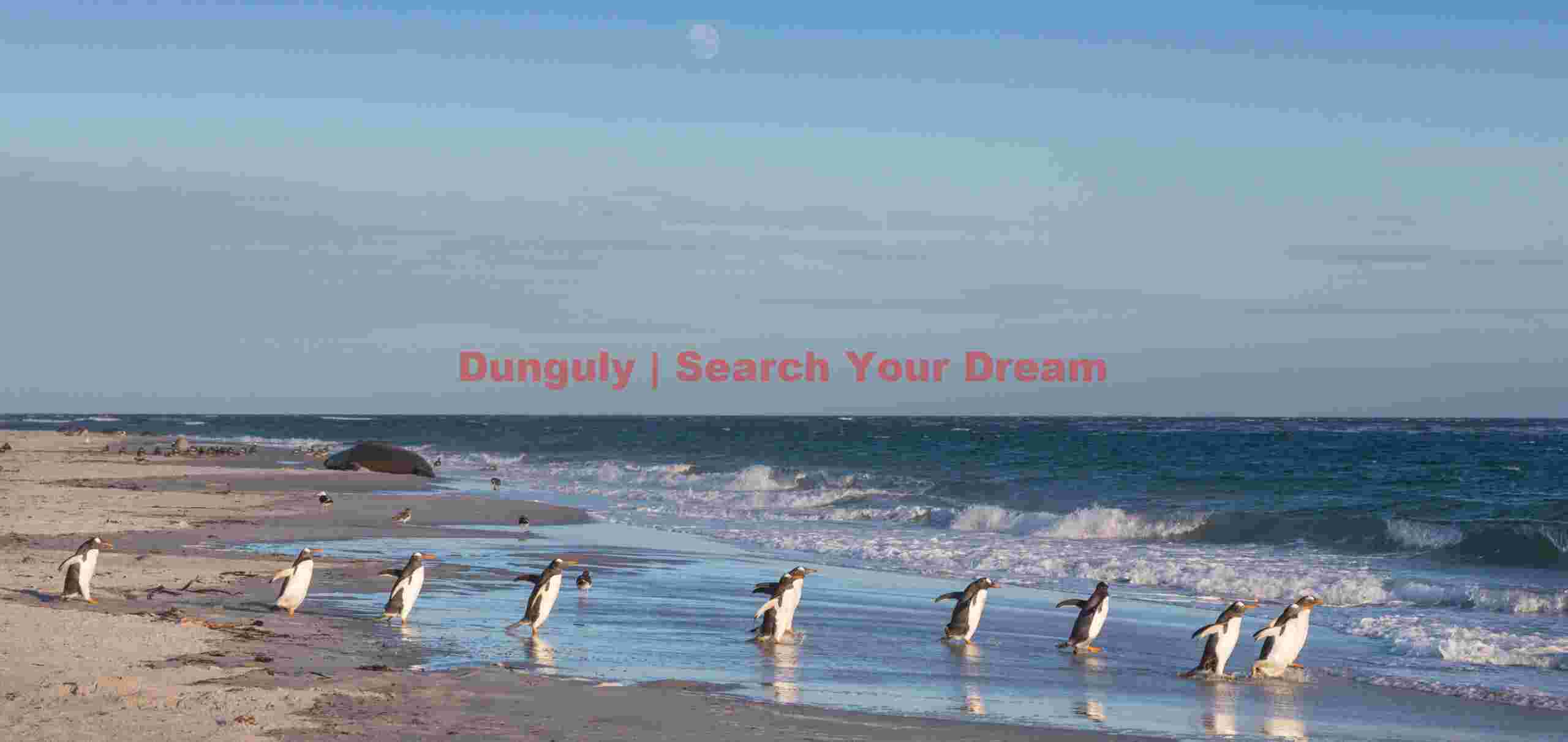 Line of gentoo penguins heading down the beach; Falkland Islands Line of gentoo penguins heading down the beach
