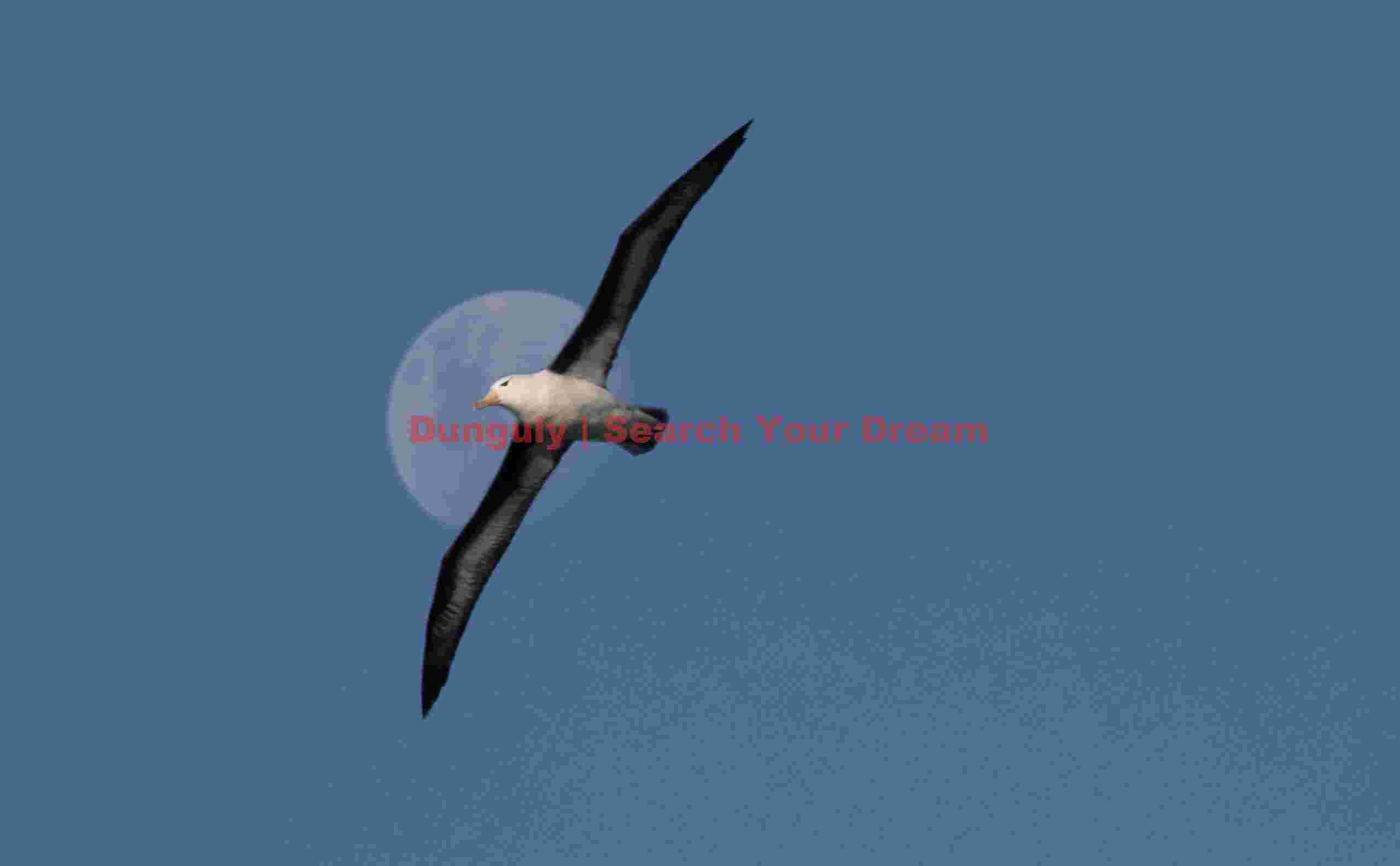Lunar albatross; Steeple Jason, Falkland Islands Lunar albatross