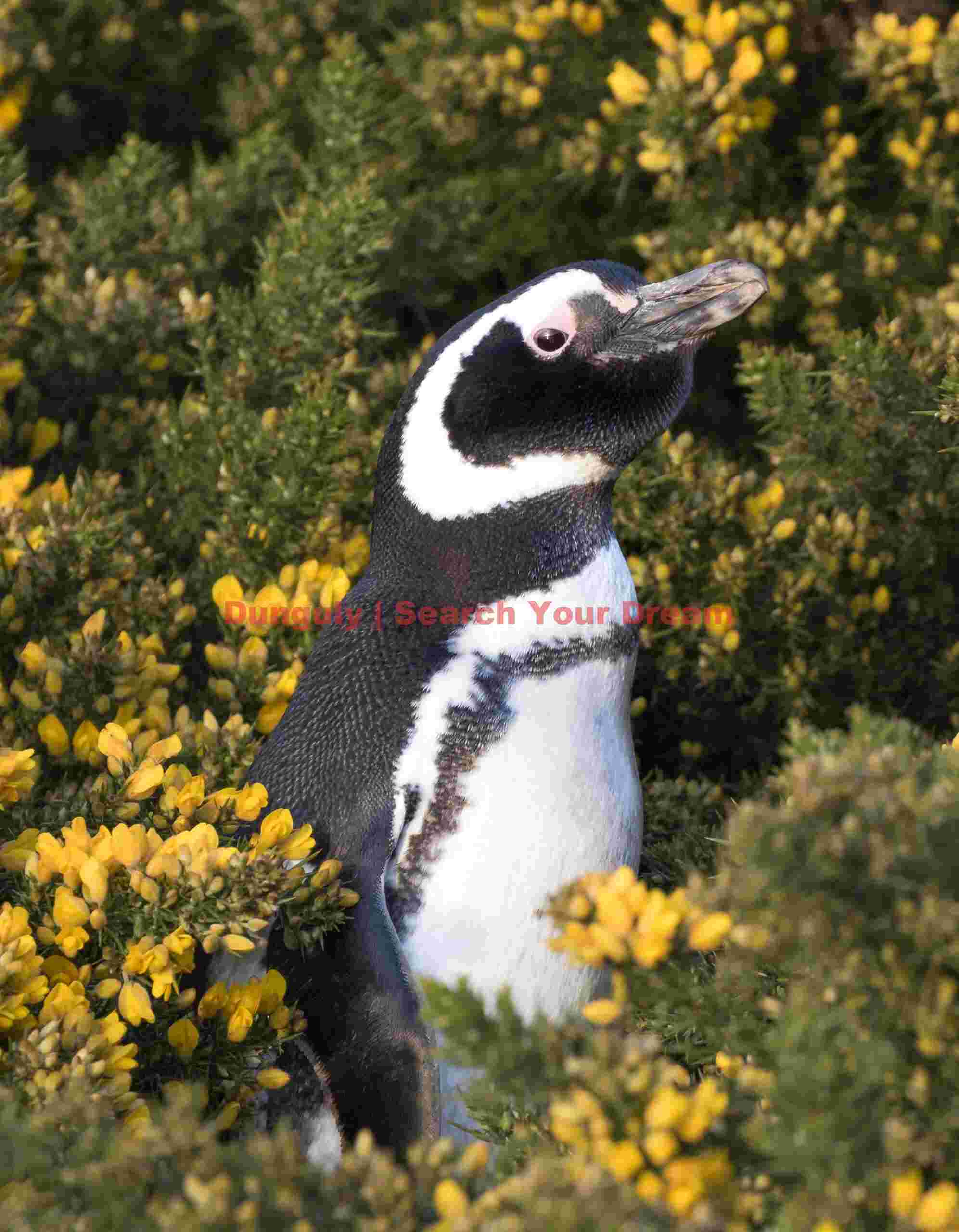 Magellanic penguin among gorse, Carcass Island, Falkland Islands Magellanic penguin among gorse, Carcass Island, Falkland Islands