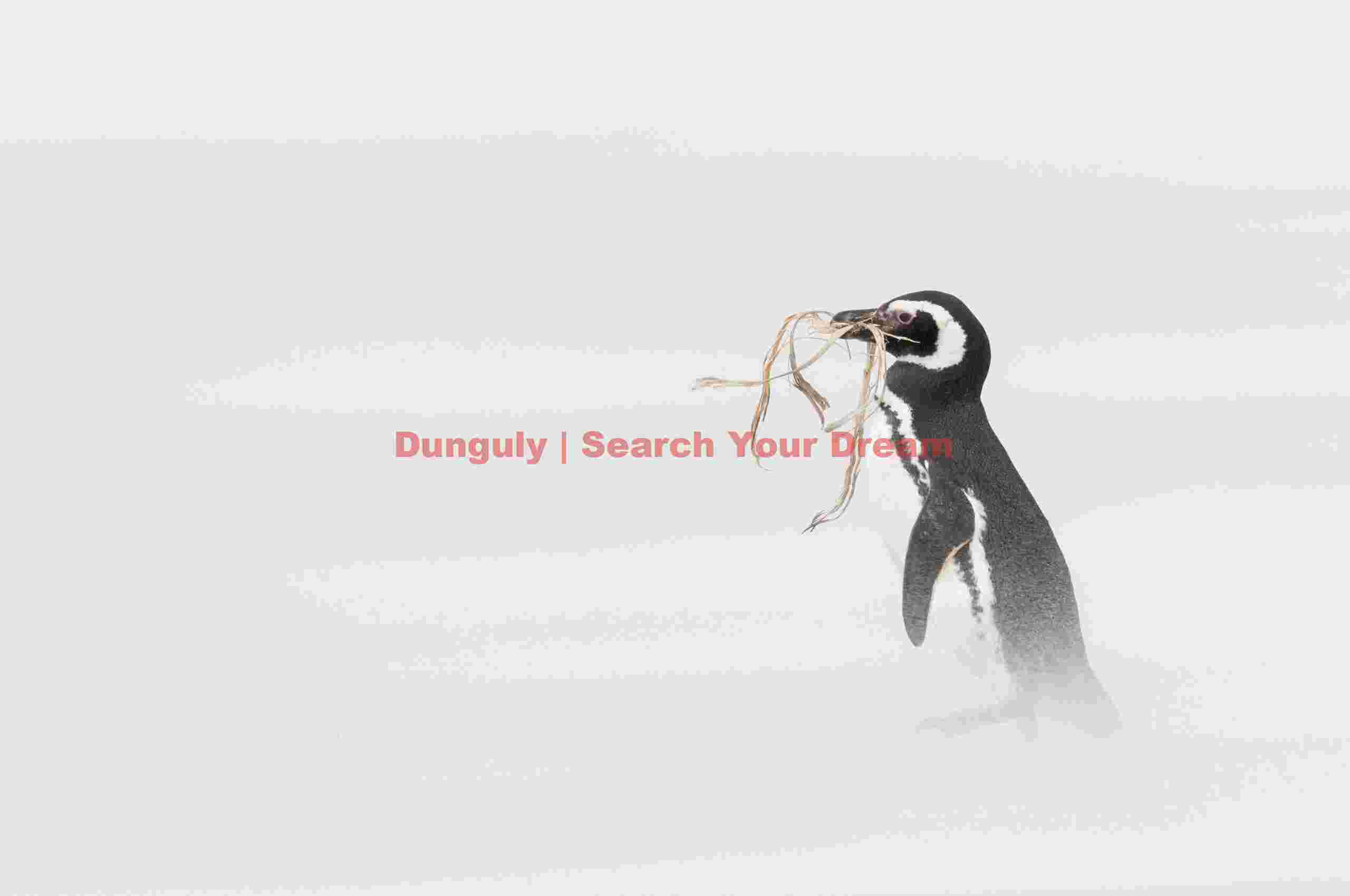 Magellanic penguin with nesting material isolated by wind-blown sand; Falkland Islands Magellanic penguin with nesting material isolated by wind-blown sand