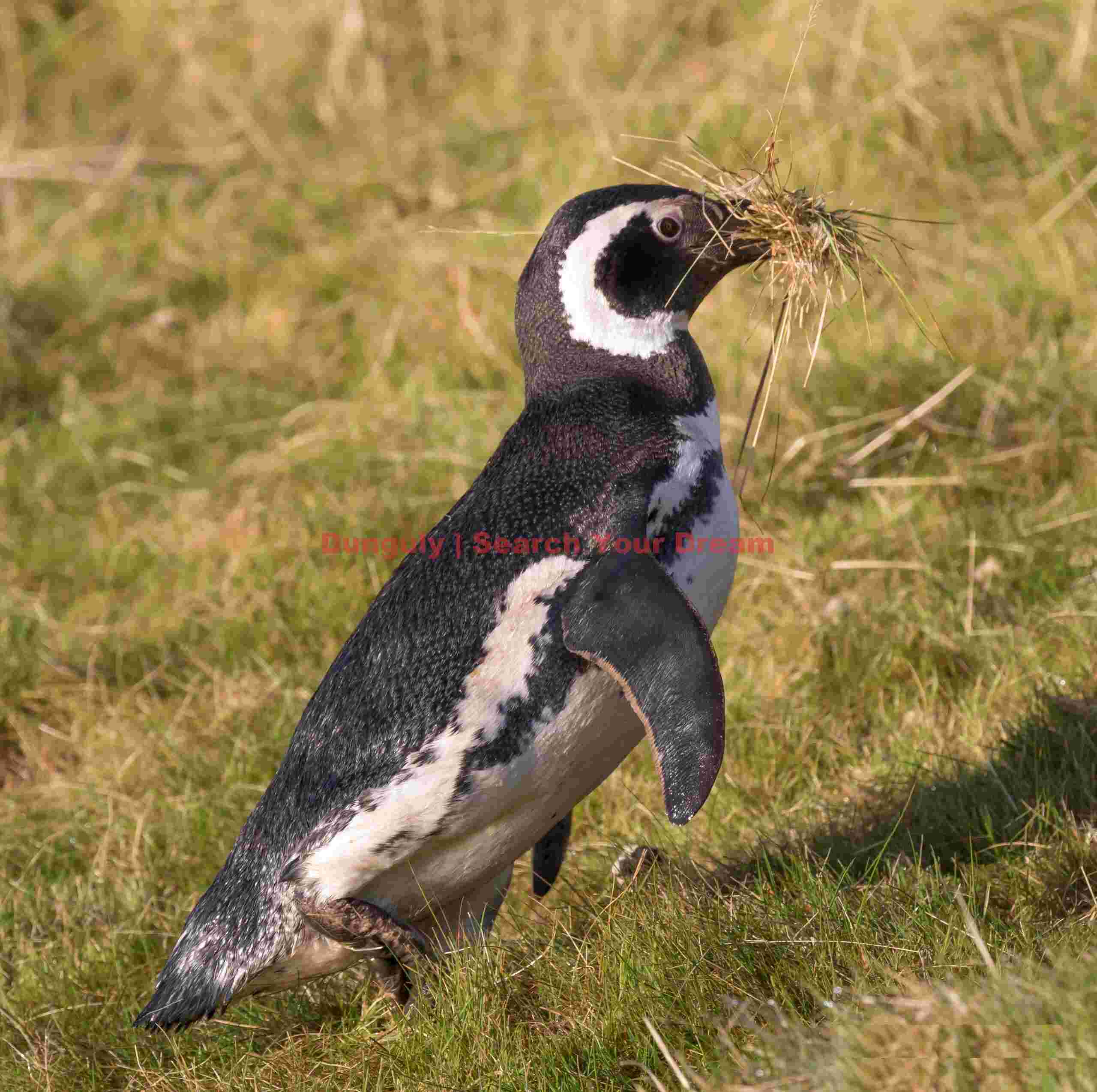Magellanic penguincarrying nesting material; Carcass Island, Falkland Islands Magellanic penguincarrying nesting material