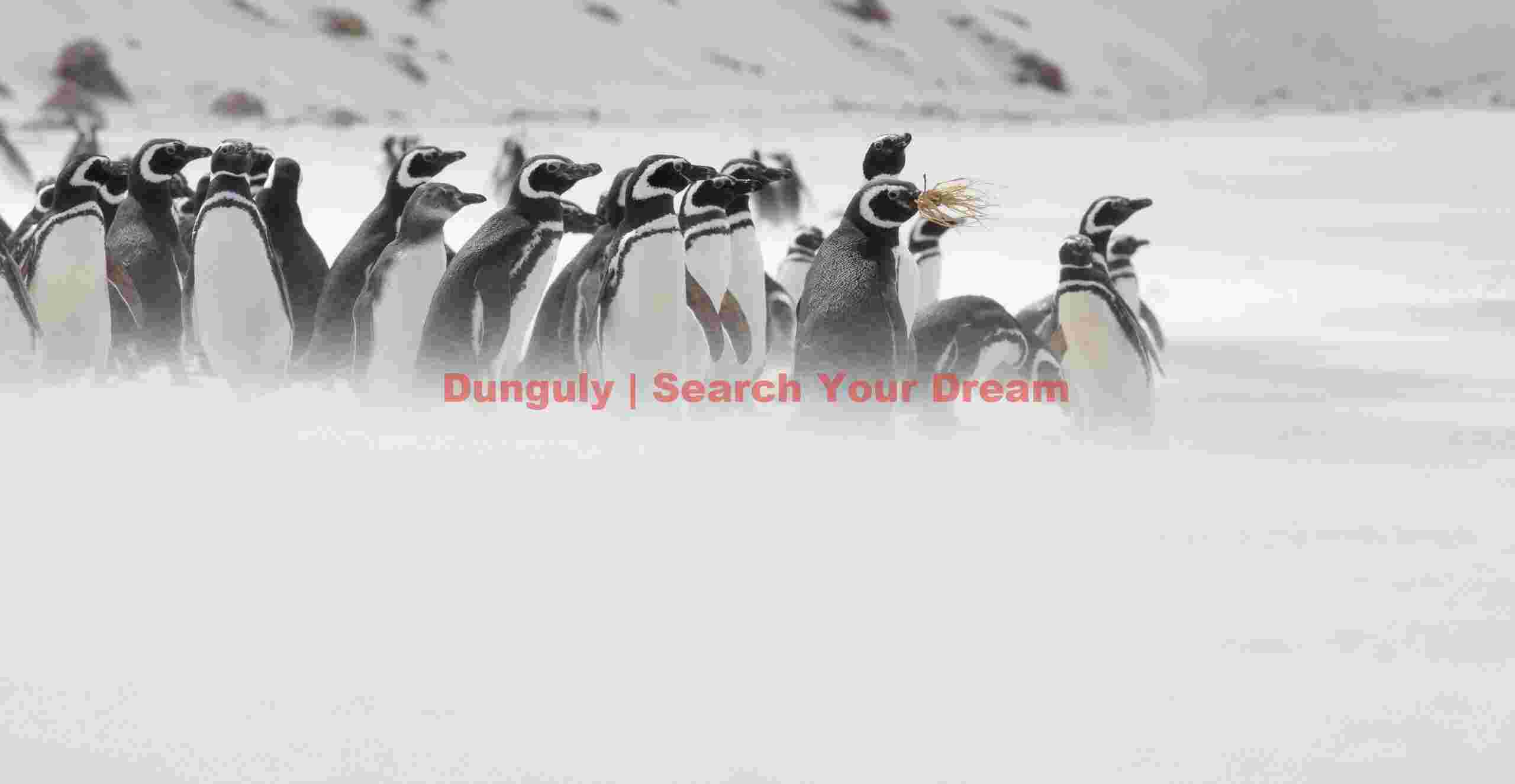 Magellanic penguins in blowing sand; Carcass Island, Falklands Magellanic penguins in blowing sand