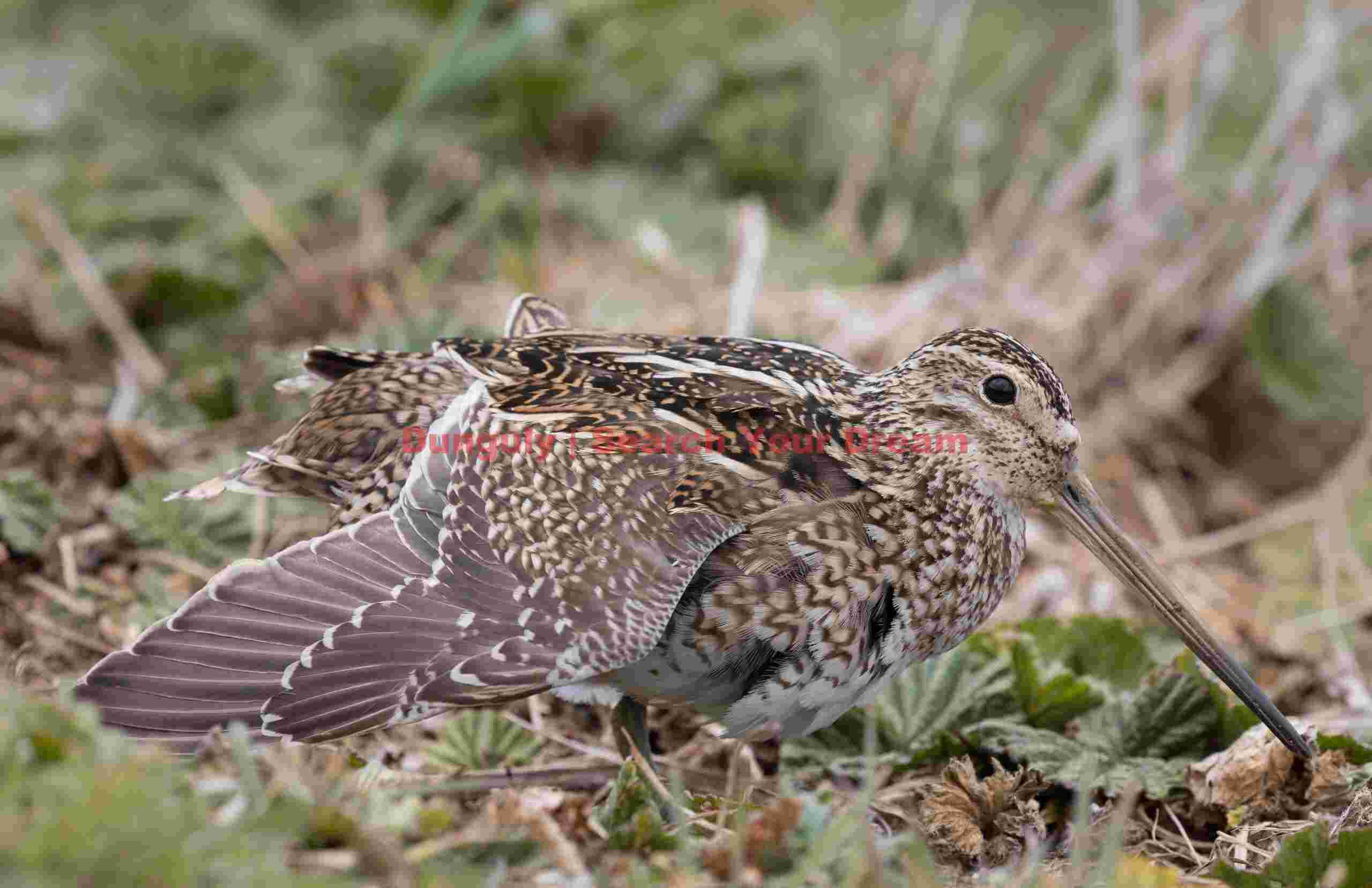 Magellanic snipe fluffed up; Carcass Island, Falklands Magellanic snipe fluffed up