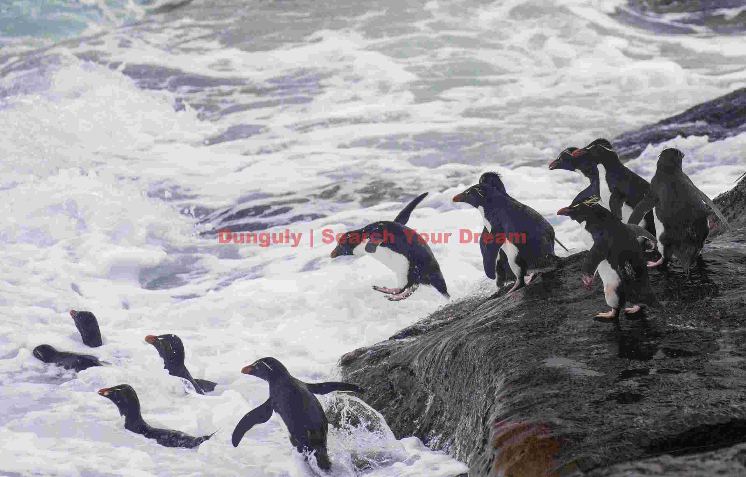 Mass exodus; Rockhopper penguins, The Neck, Saunders Island, Falkland Islands Mass exodus captured in Rockhopper penguin