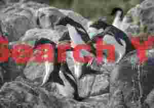 Montage - Rockhopper penguin pair jumping sequence