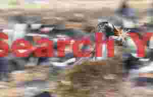 Motion-blur gentoo penguin carrying nesting material