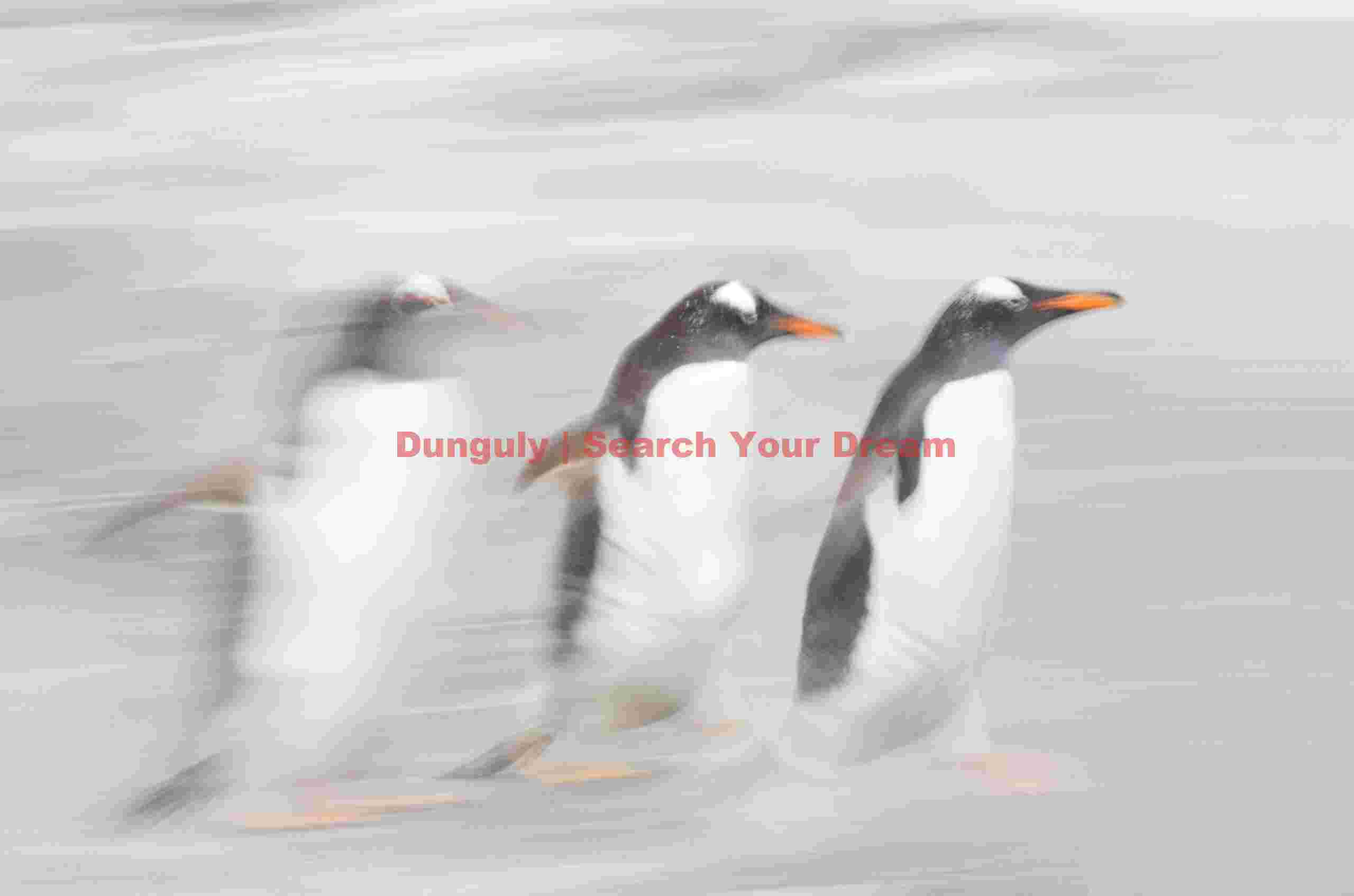 Motion-blur, three gentoo penguins; Falkland Islands Motion-blur, three gentoo penguins