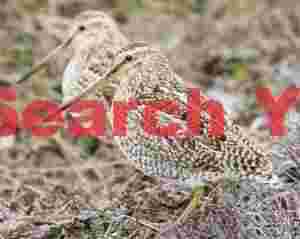 Pair of Magallenic snipe