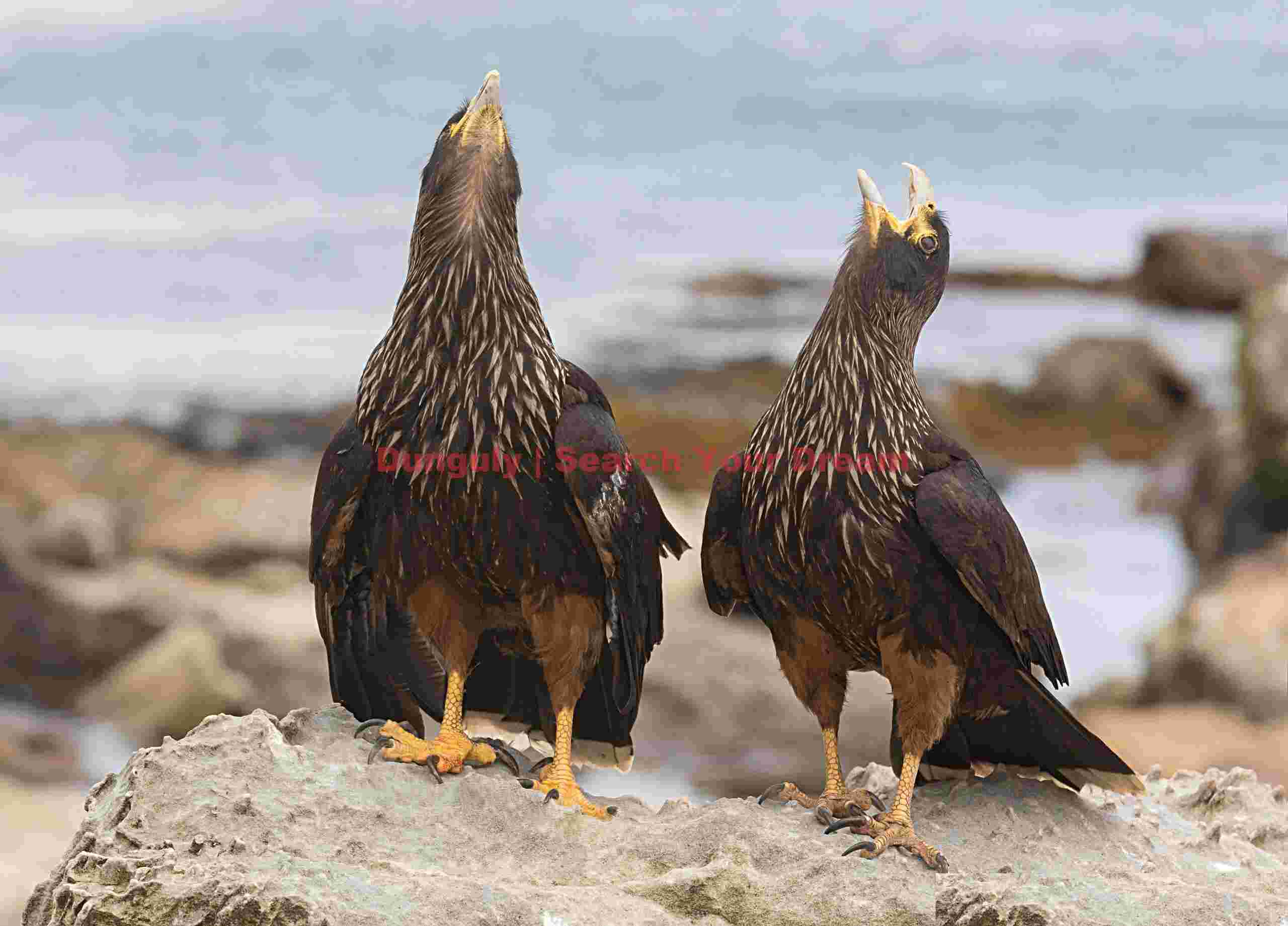 Pair of Striated Caracara calling; Bird Island, Falkland Islands Pair of Striated Caracara calling