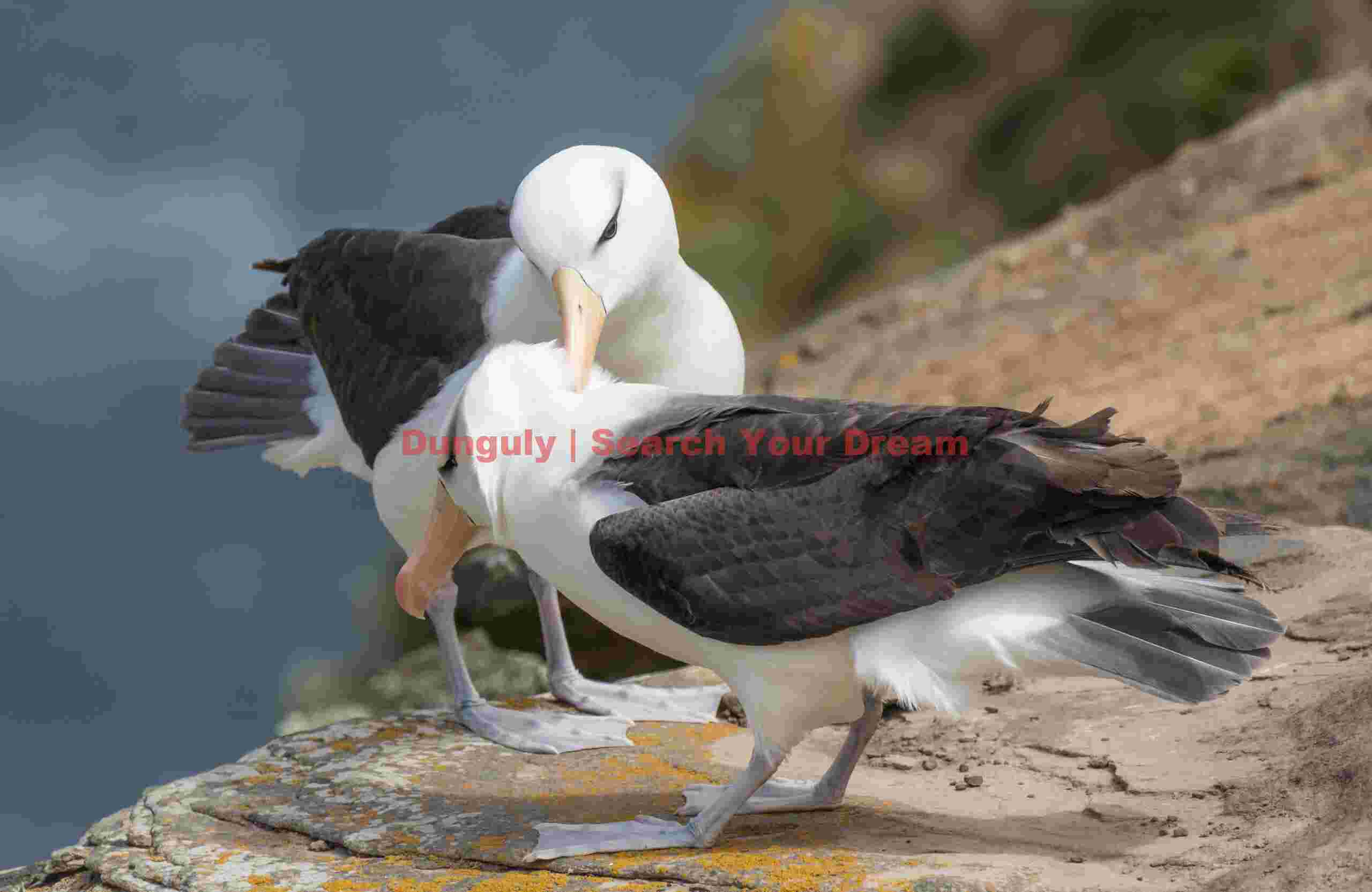 Pair of black-browed albatross mutually grooming; Westpoint Island, Falklands Pair of black-browed albatross mutually grooming