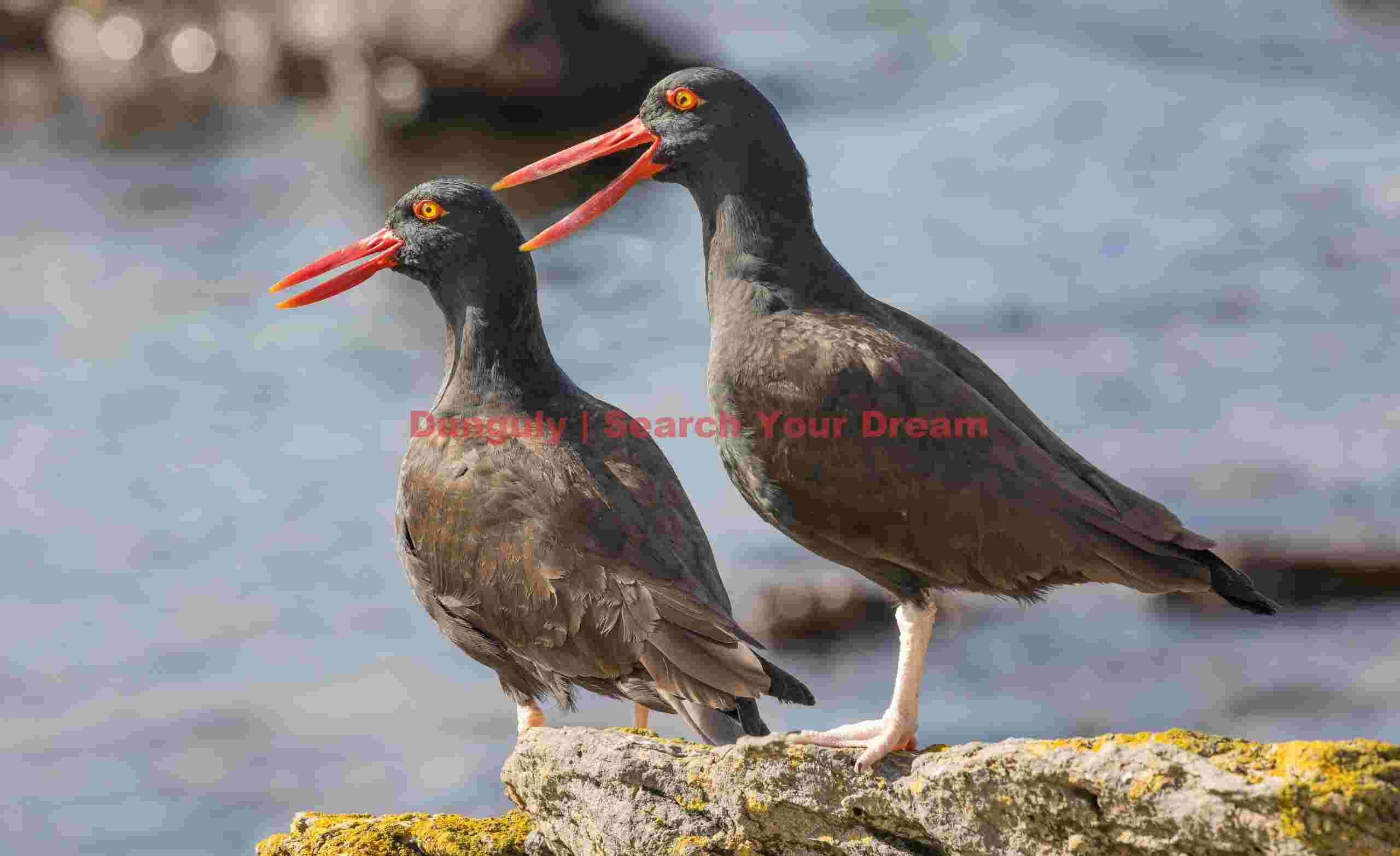 Pair of blackish oystercatchers calling; Carcass Island, Falklands Pair of blackish oystercatchers calling