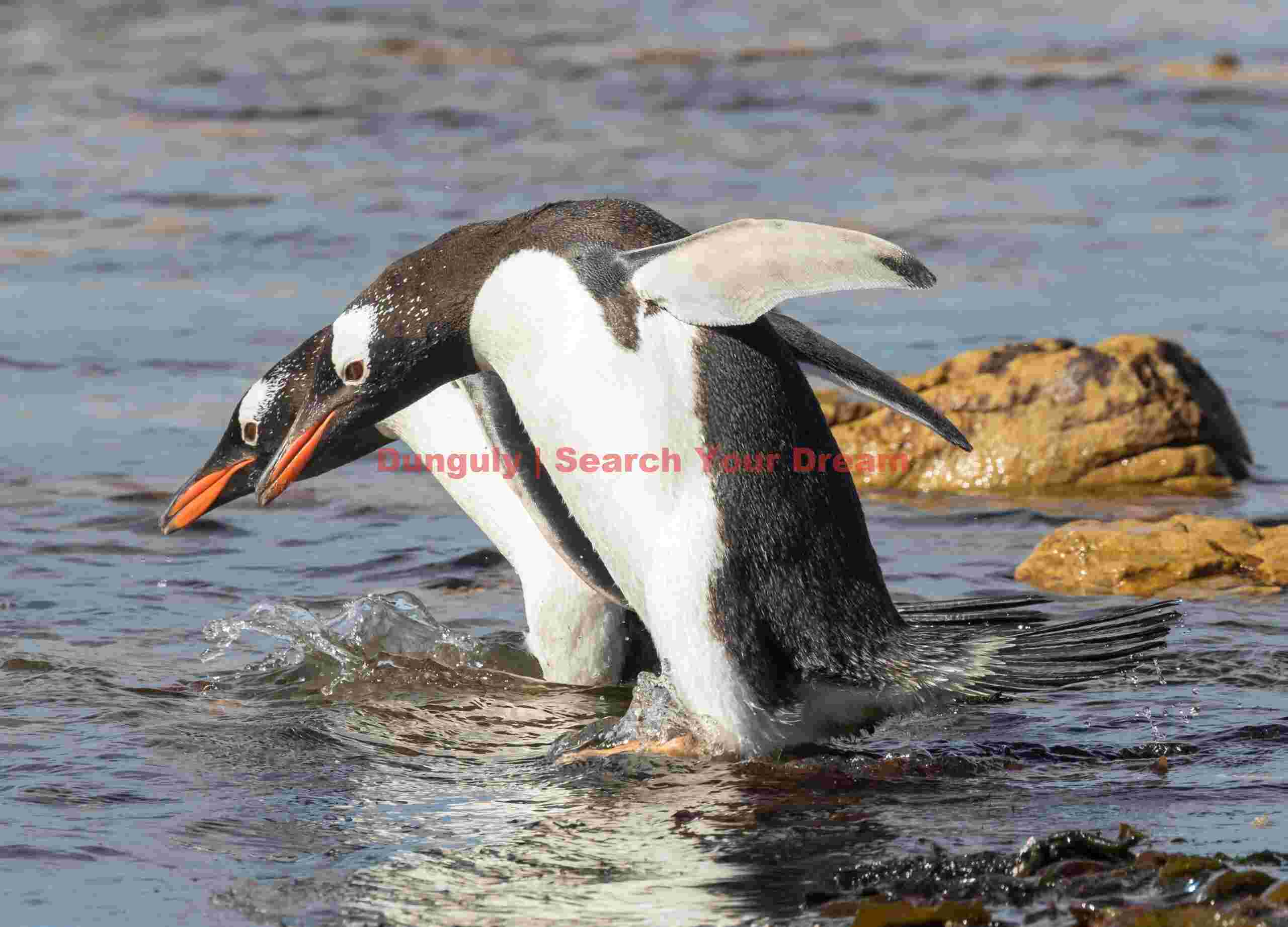 Pair of gentoo penguins about to simultaneously dive; Grave Cove, Falklands Pair of gentoo penguins about to simultaneously dive