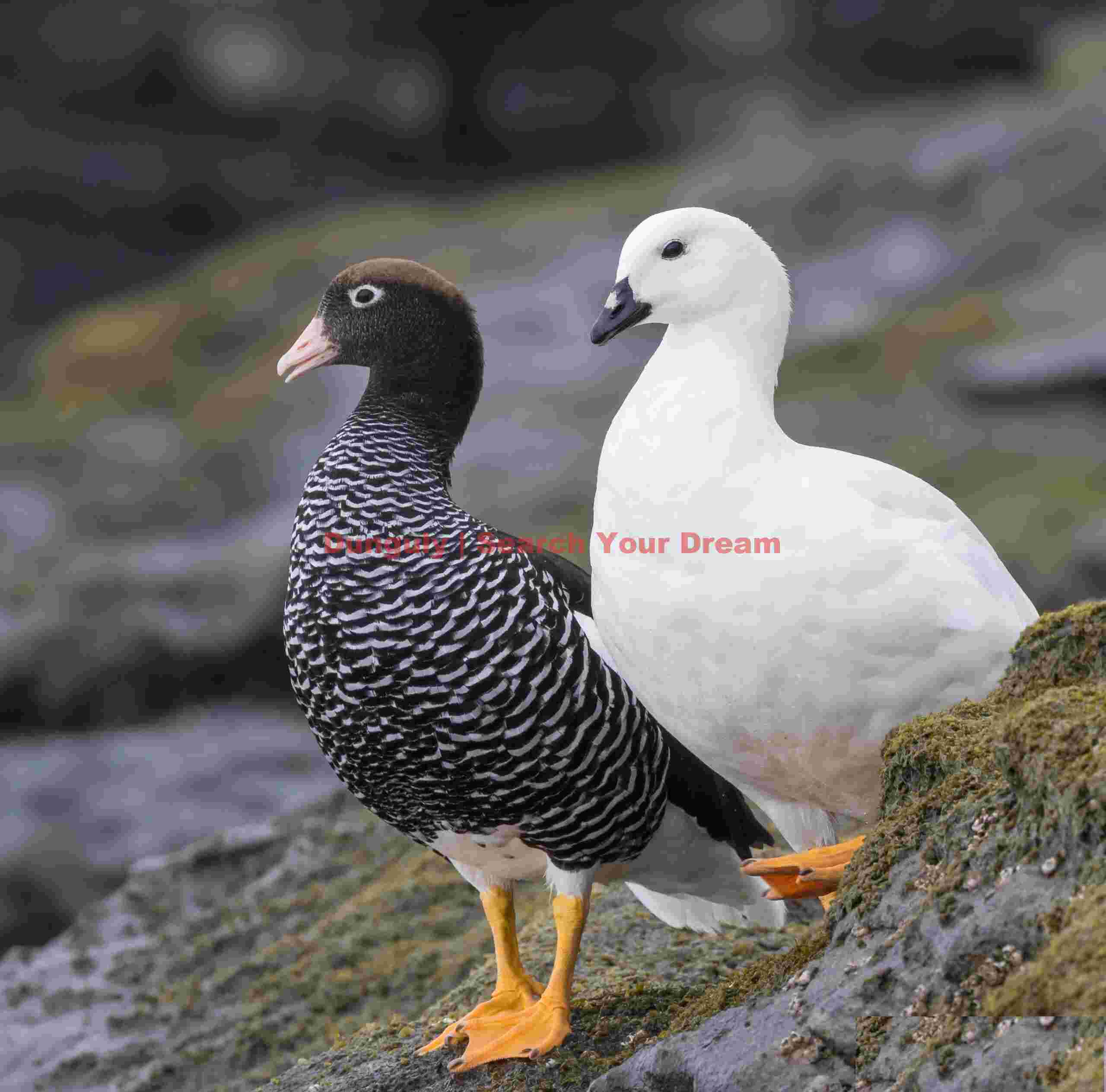 Pair of greater kelp geese; Saunders Island, Falkland Islands Pair of greater kelp geese