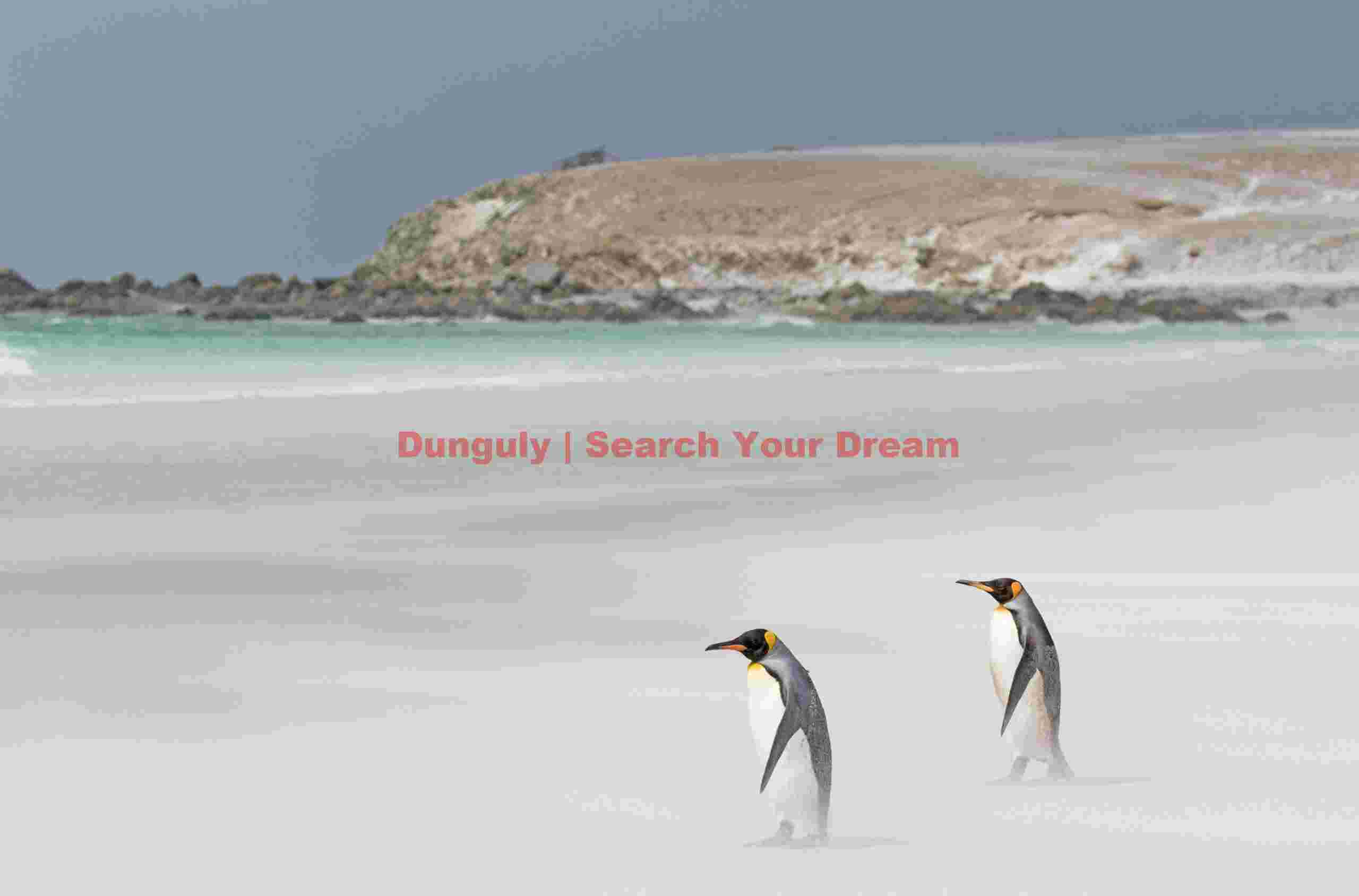 Pair of king peguins on beach in gale-force wind; Falkland Islands Pair of king peguins on beach in gale-force wind