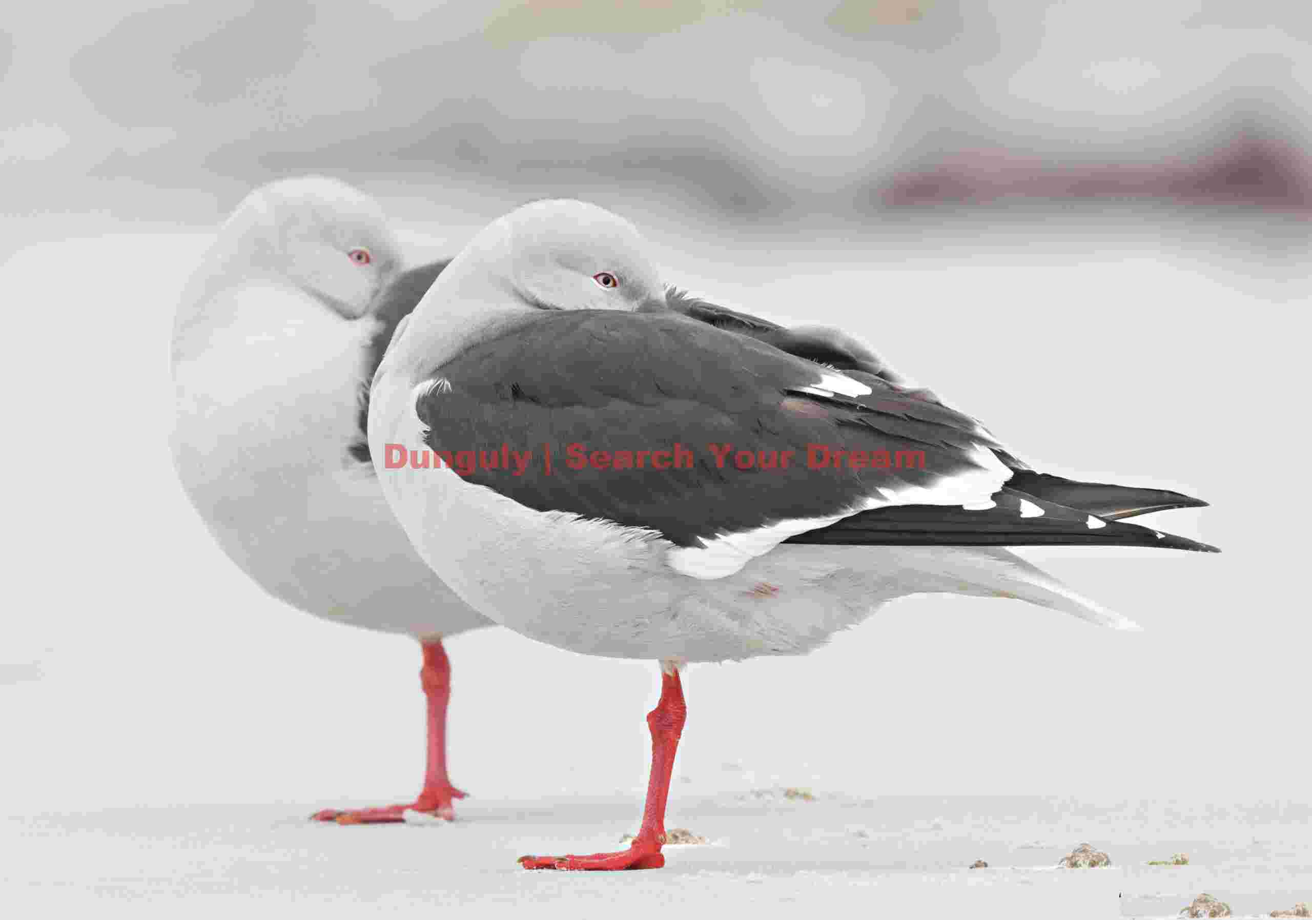 Pair of red-billed gulls with heads tucked in; Saunders Island, Falkland Islands Pair of red-billed gulls with heads tucked in