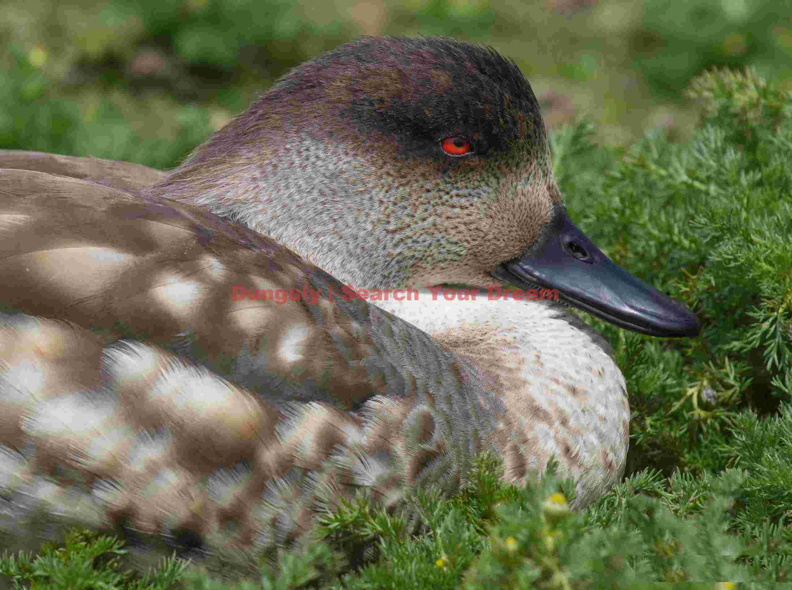 Patagonian Crested Duck; Sea Lion Island, Falkland Islands Patagonian Crested Duck