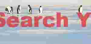 Penguins in the lagoon