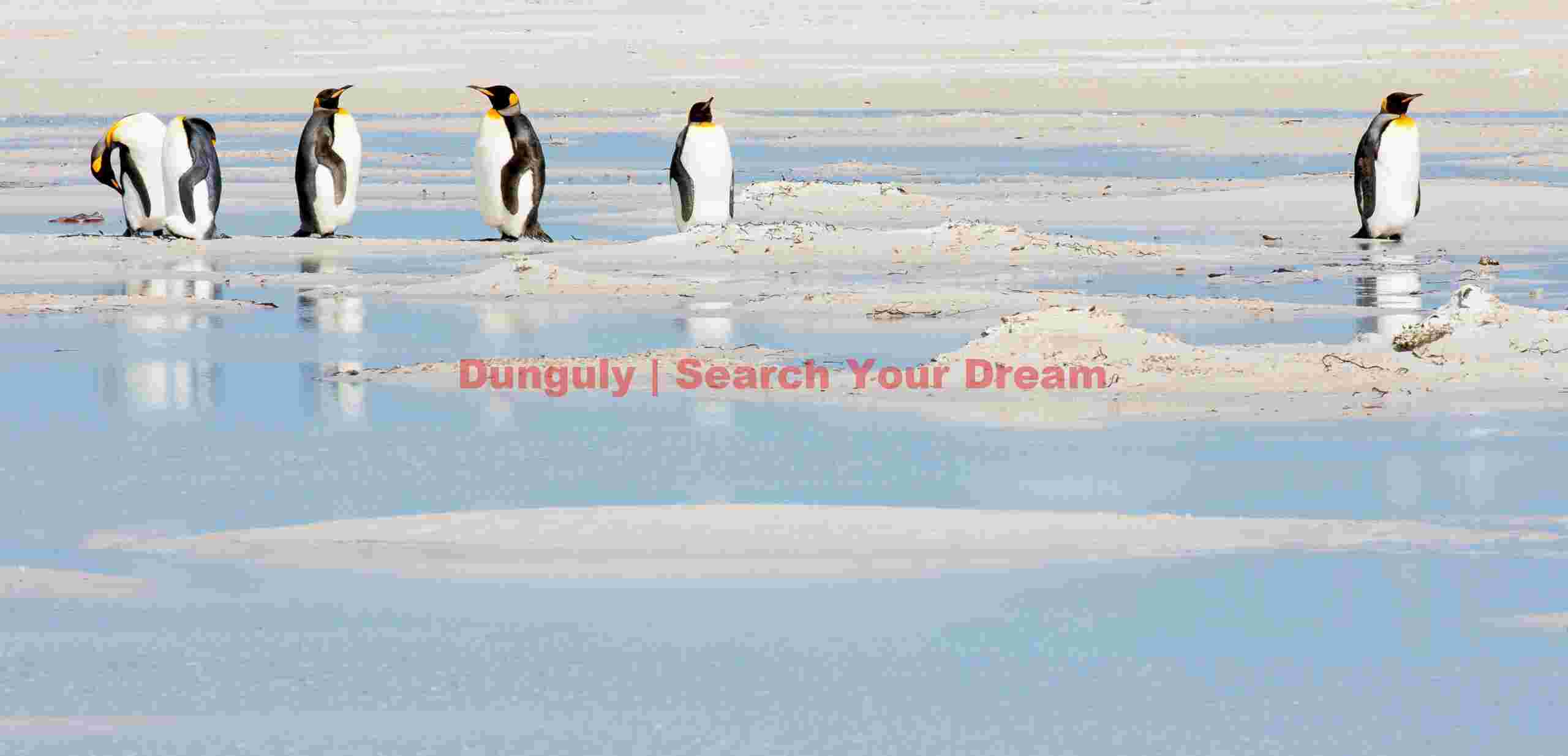 Penguins in the lagoon; Volunteer Lagoon, East Falkland Penguins in the lagoon