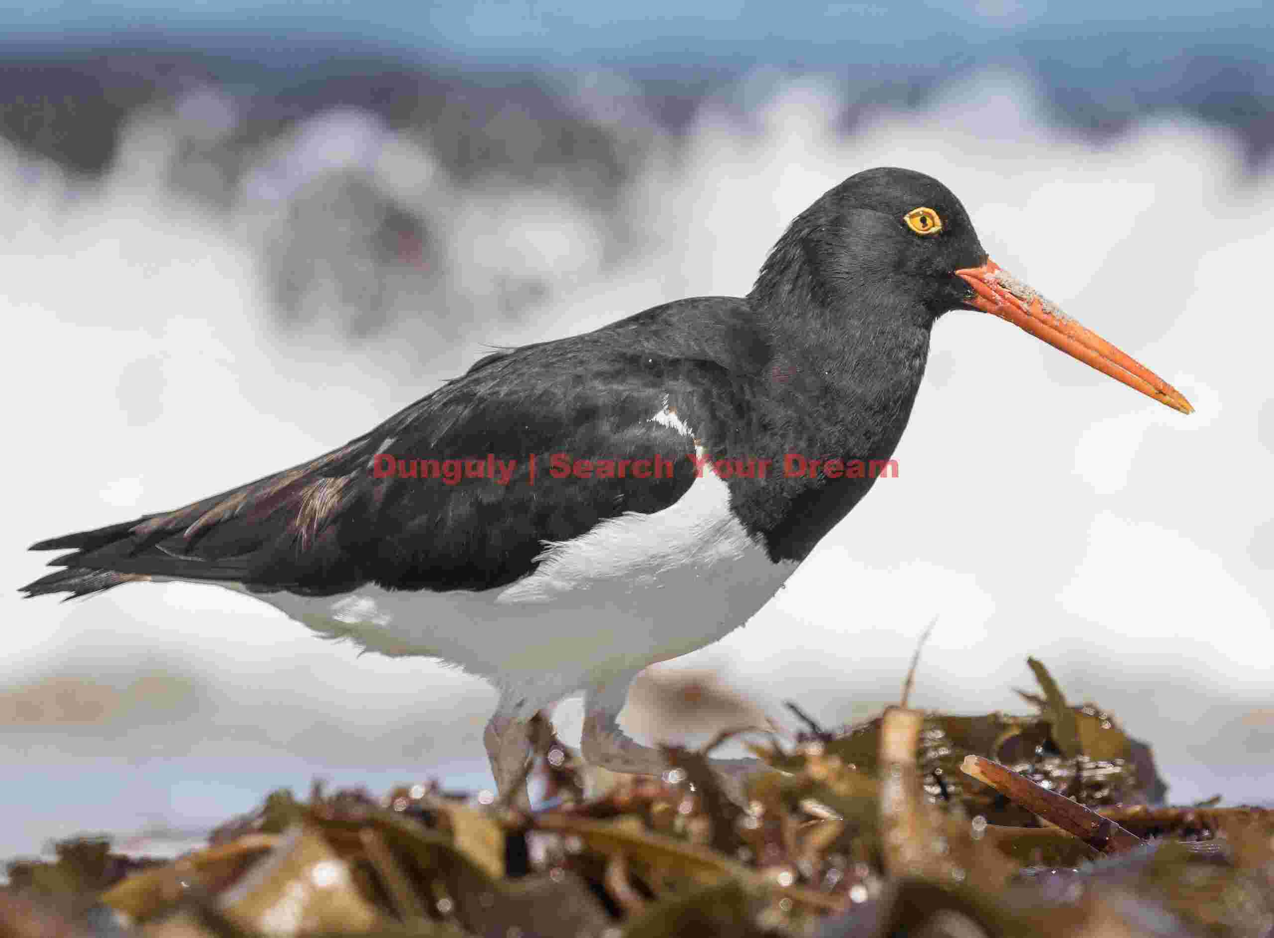 Pied Oystercatcher; Sea Lion Island, Falkland Islands Pied Oystercatcher