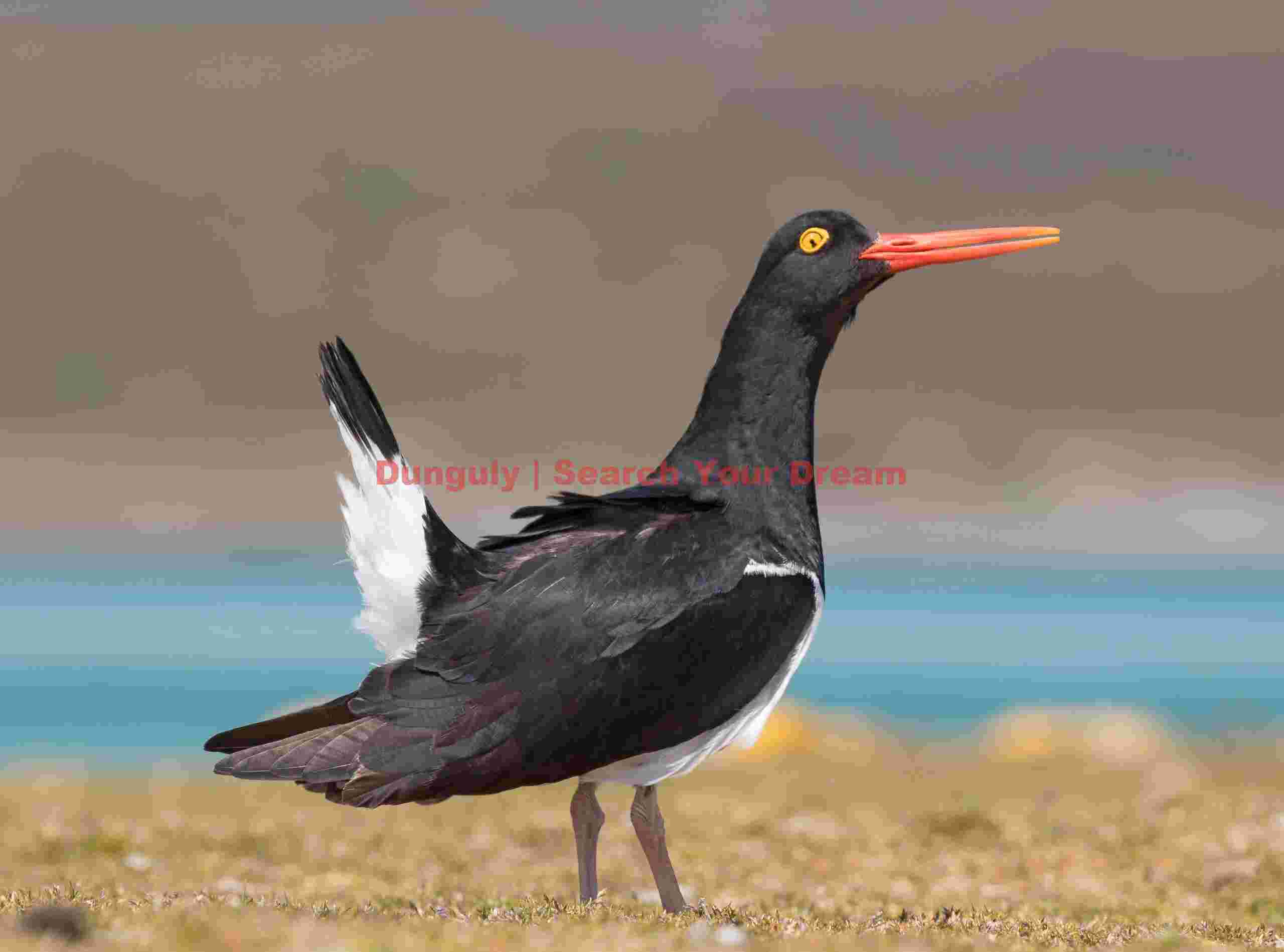 Pied oystercatcher; Volunteer Lagoon, East Falkland Pied oystercatcher