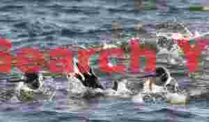 Porpoising and diving gentoo penguins
