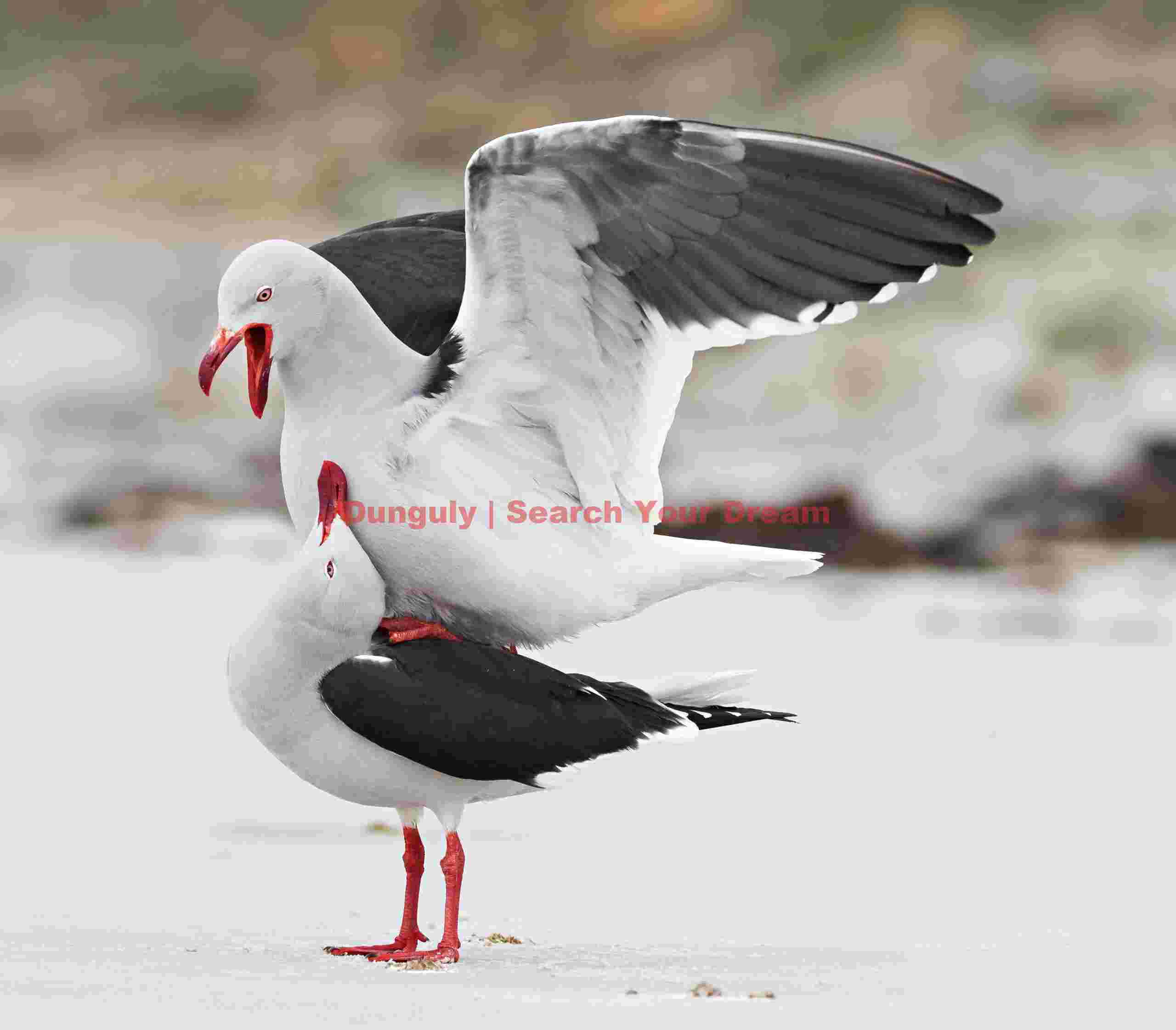 Red-billed gull female looking amorously up at her mate; Saunders Island, Falkland Islands Red-billed gull female looking amorously up at her mate