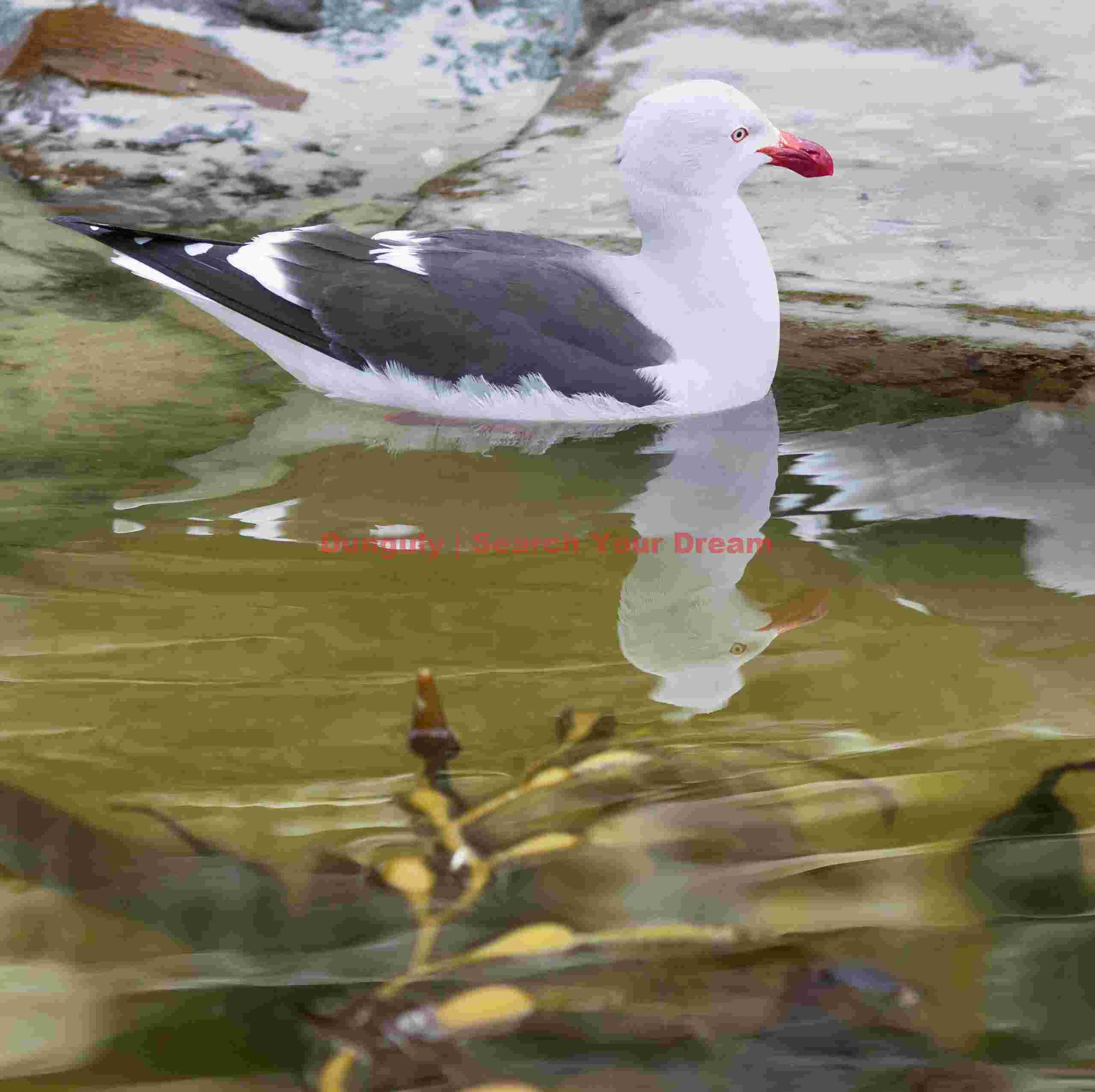 Red-billed gull in pool with kelp strand; Saunders Island, Falkland Islands Red-billed gull in pool with kelp strand