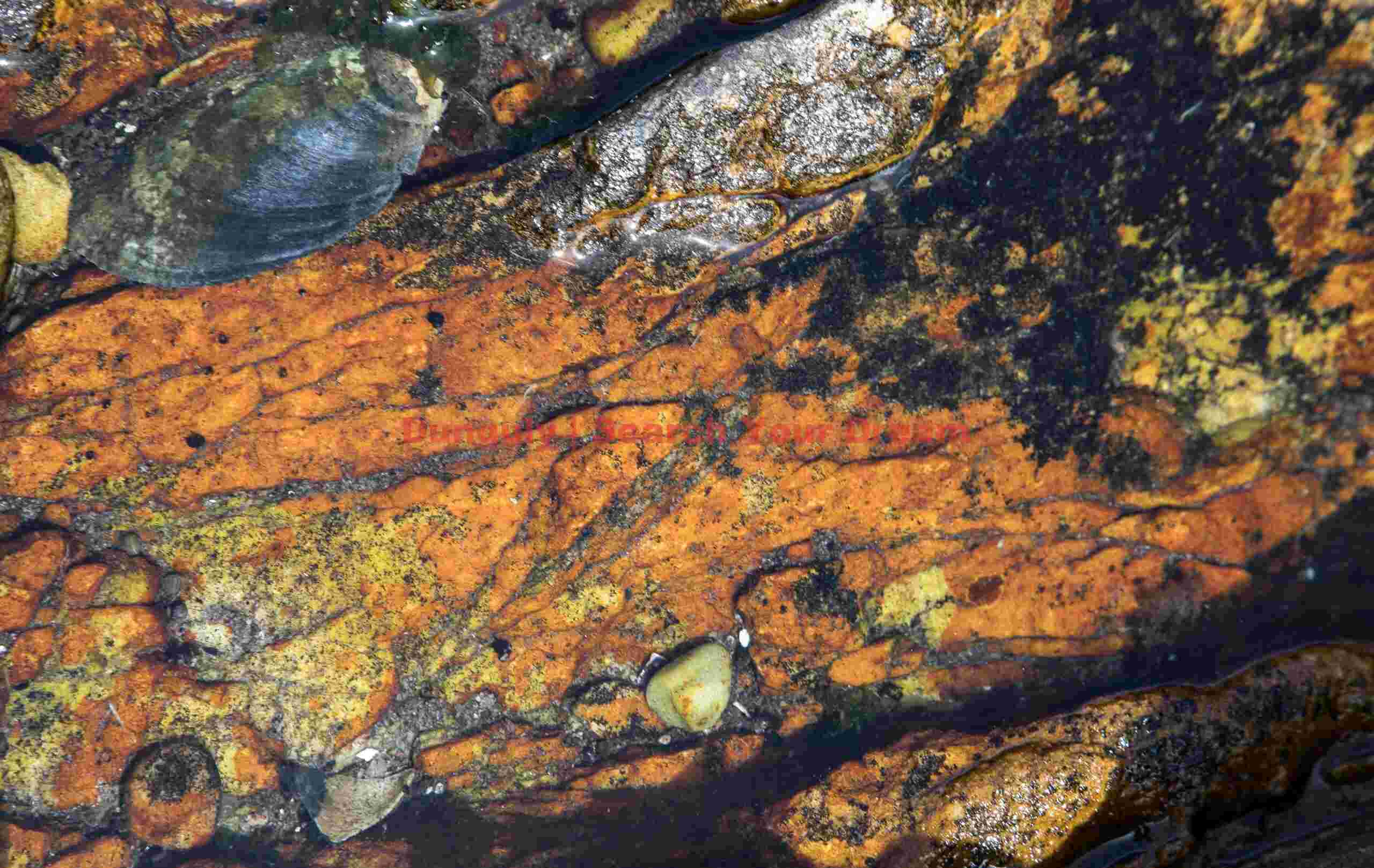 Red rock tidepool; Pebble Island, Falkland Islands Red rock tidepool