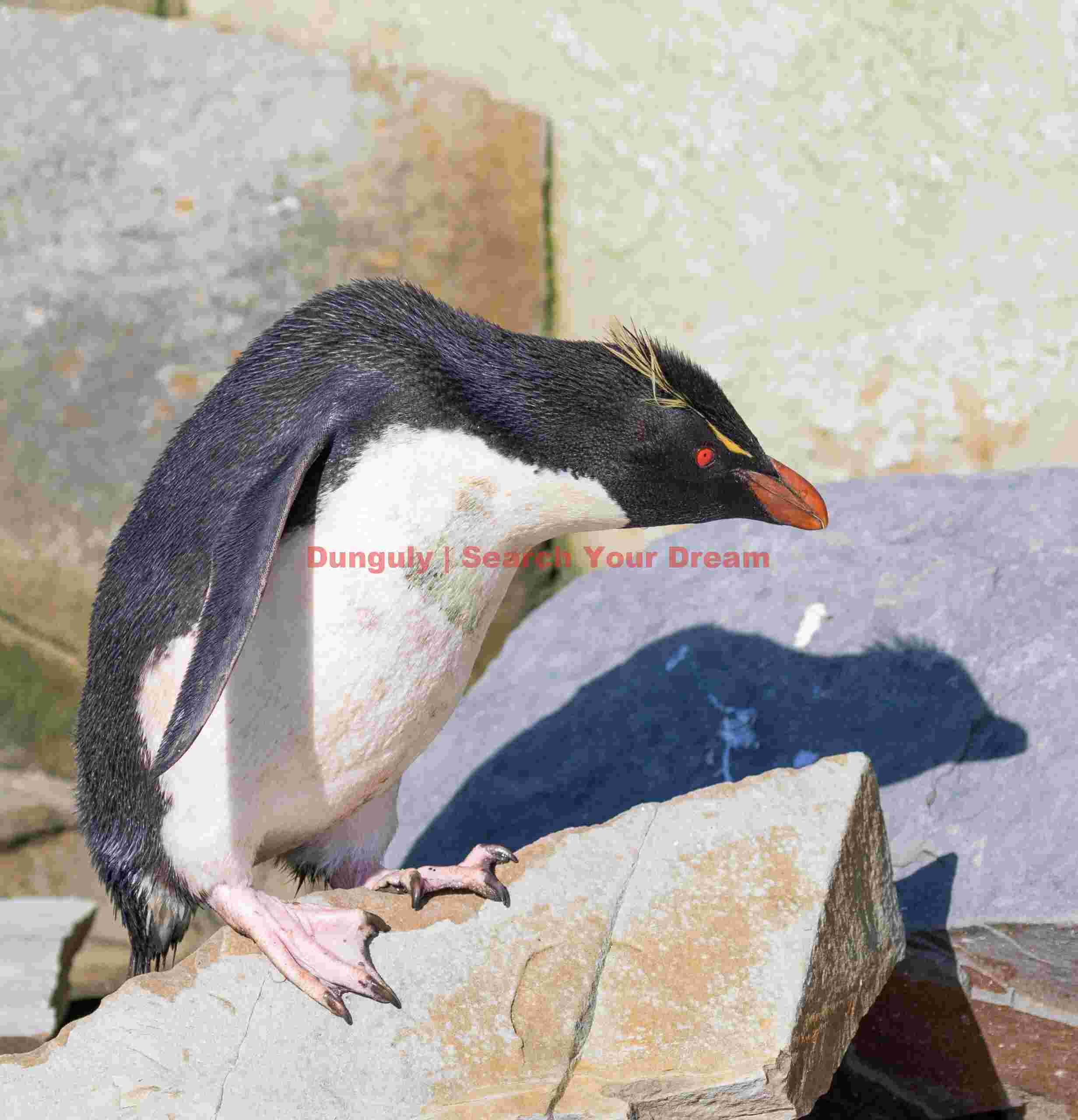 Rockhopper #1; Falkland Islands Rockhopper #1