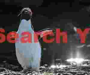 Rockhopper penguin with rim-lighting
