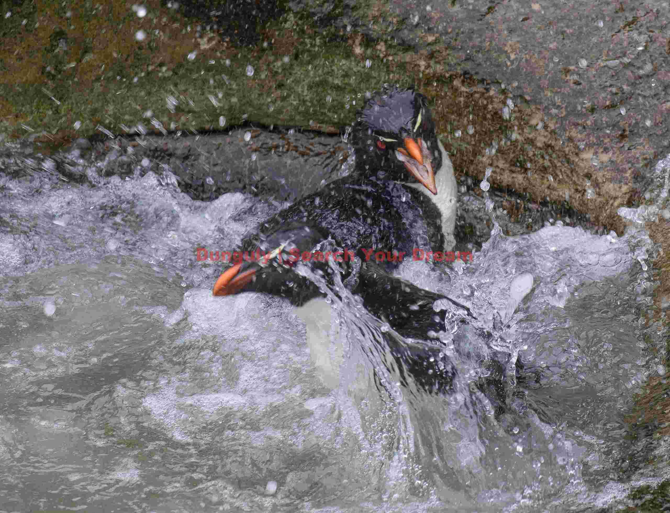 Rockhoppers splashing in the play-pool; The Neck, Saunders Island, Falkland Islands Rockhoppers splashing in the play-pool